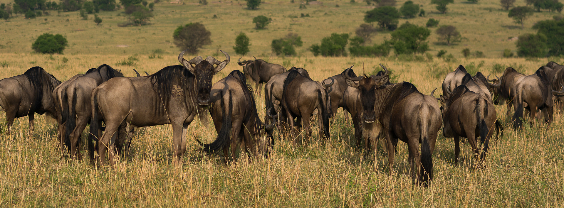 A Confusion of Wildebeest, Serengeti National Park, Tanzania - Hasselblad X2Dii + XCD 55v