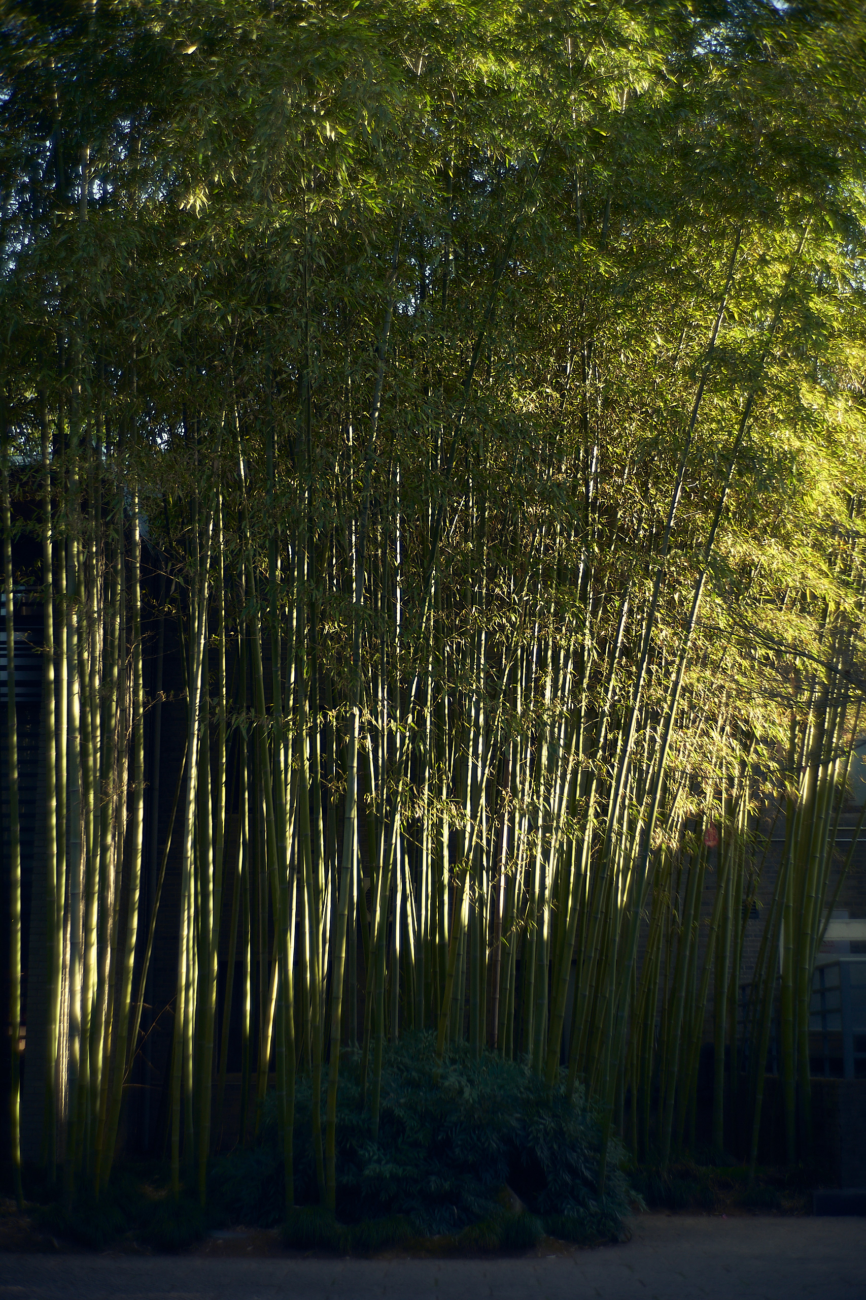 Leica M10-P Reporter - Hangzhou, China