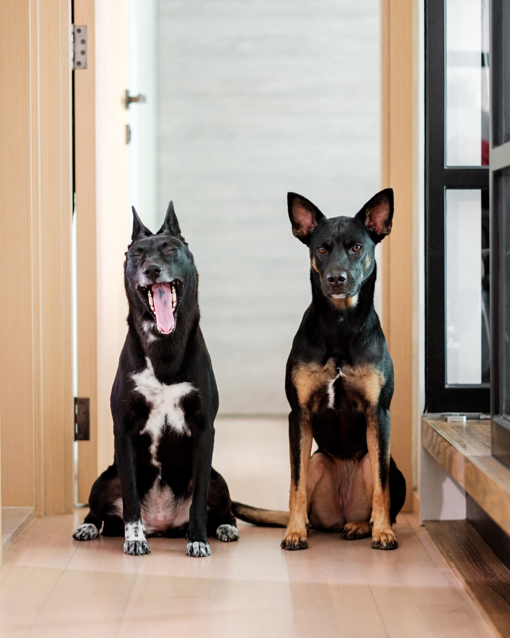 Bestie yawn, Hong Kong - Fujifilm X-Pro2