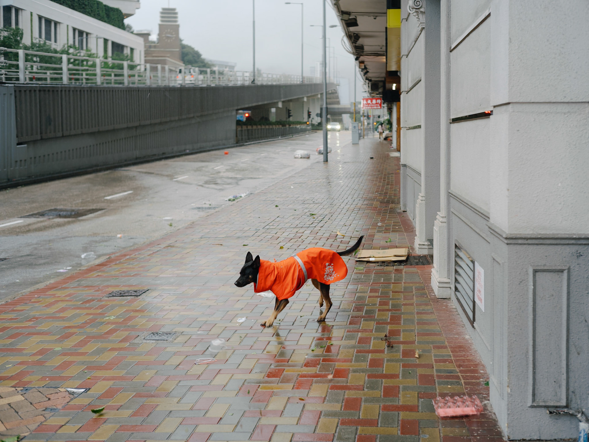 Typhoon wind, Hong Kong - Leica SL2-S