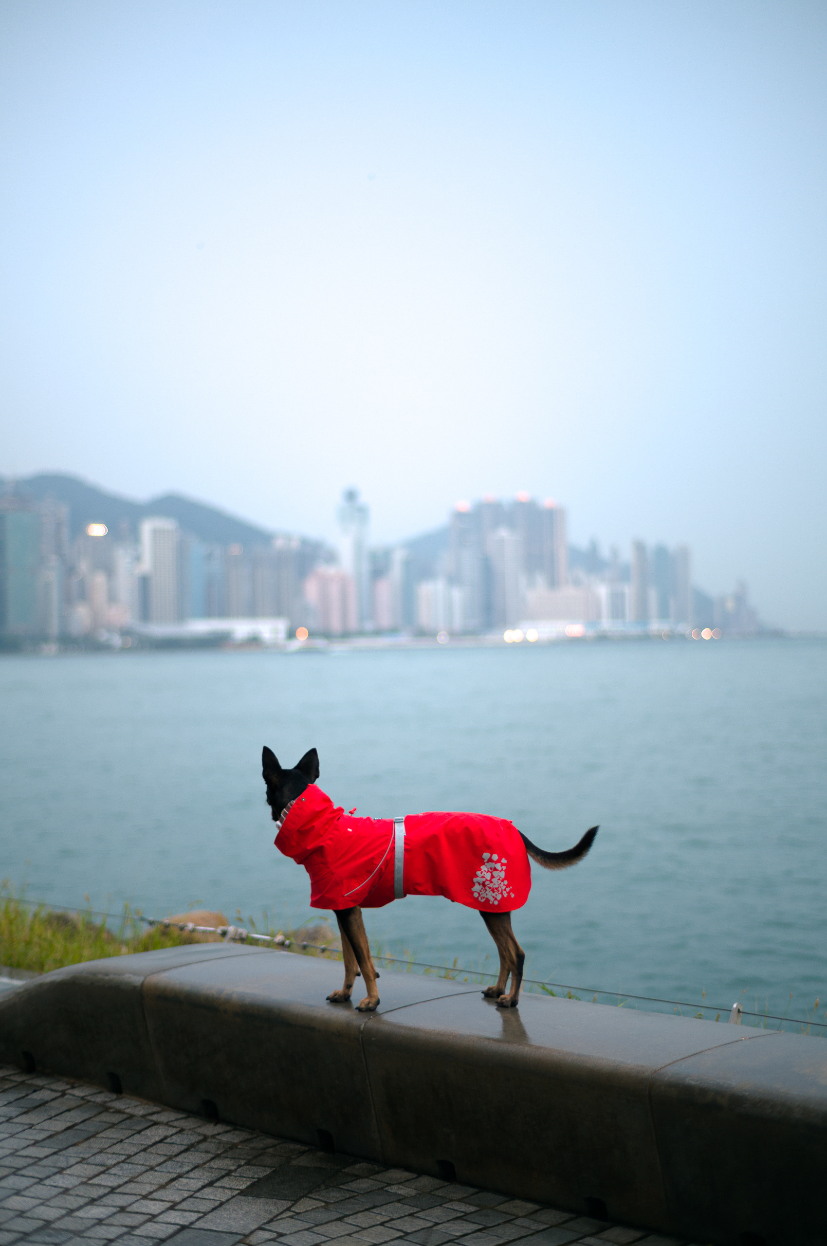 Hong Kong - Leica M11-P + Leica Summilux 50mm f/1.4 (2025 Reissue)