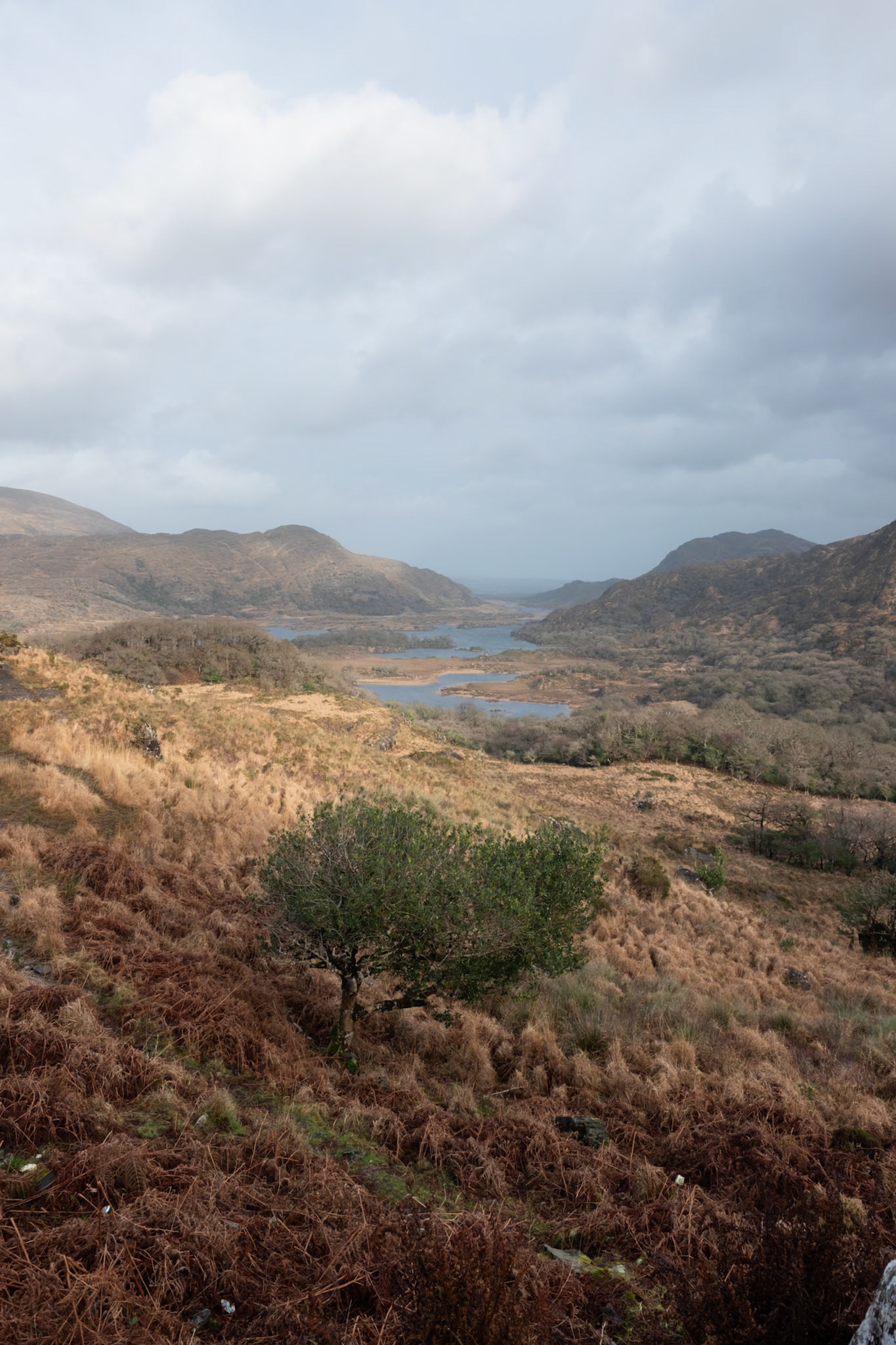 Tree, Ireland - Fujifilm X-Pro2