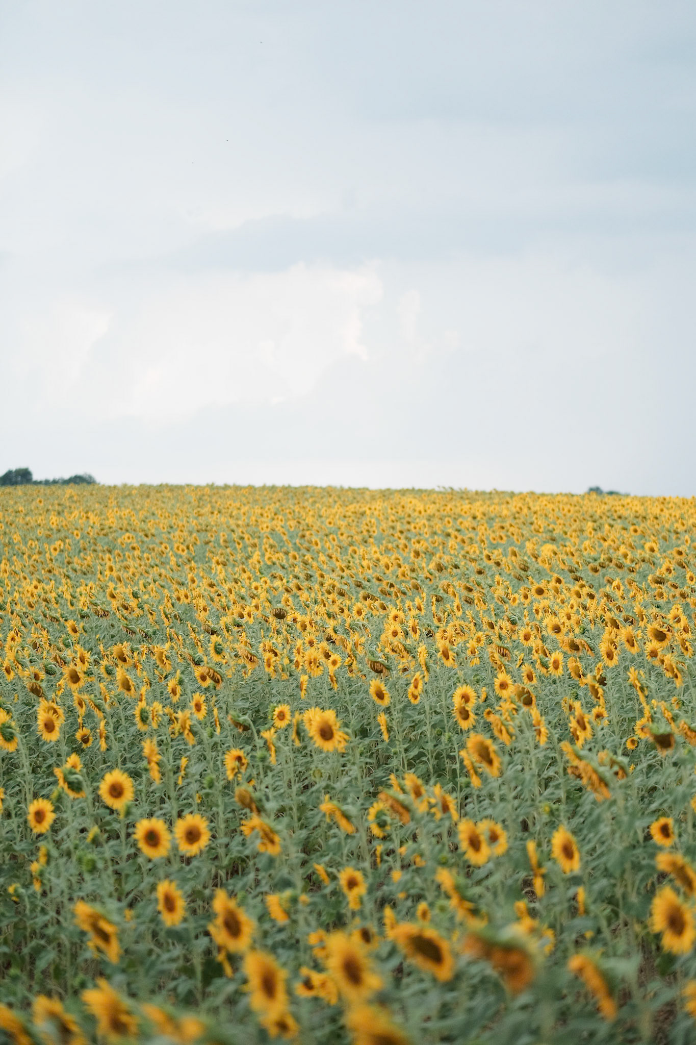 Provence, France - Fujifilm X-T1