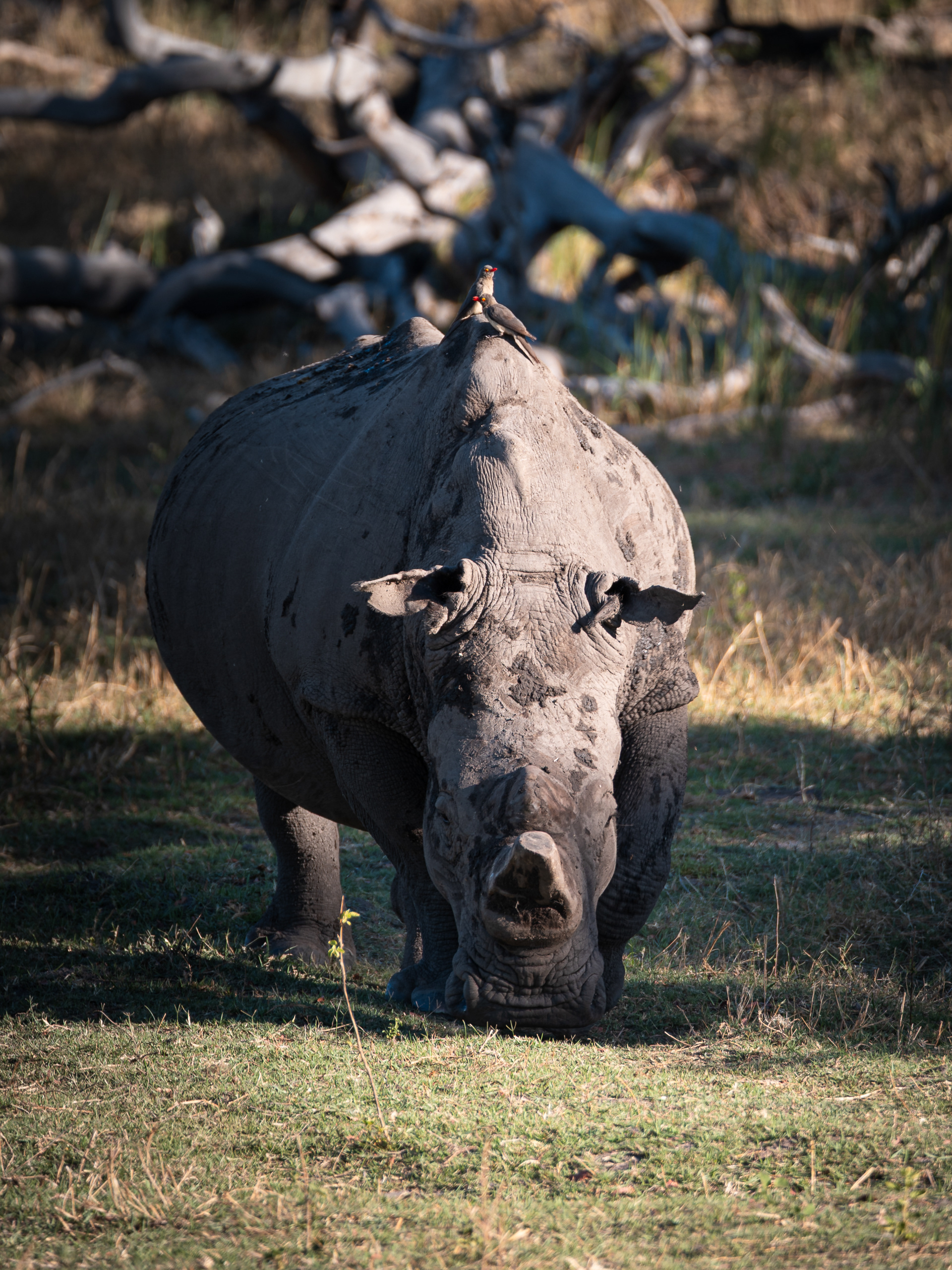 White Rhino (~320 in Botswana), Okavango Delta - Leica SL2-S + Vario-Elmar 100-400mm