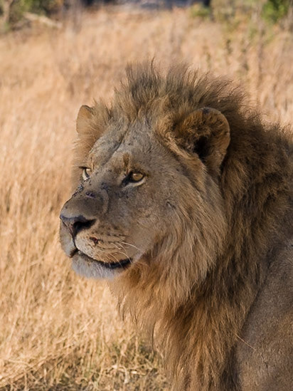 Lion, Botswana - Hasselblad X2Dii