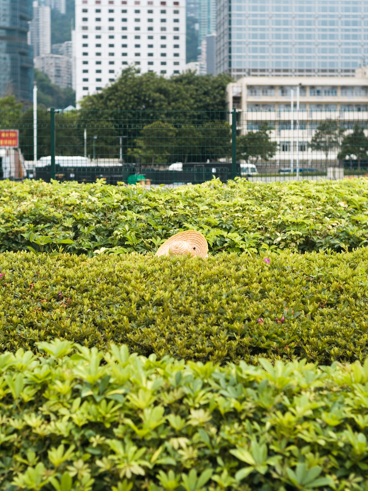 Gardening, Hong Kong - Leica M11-P