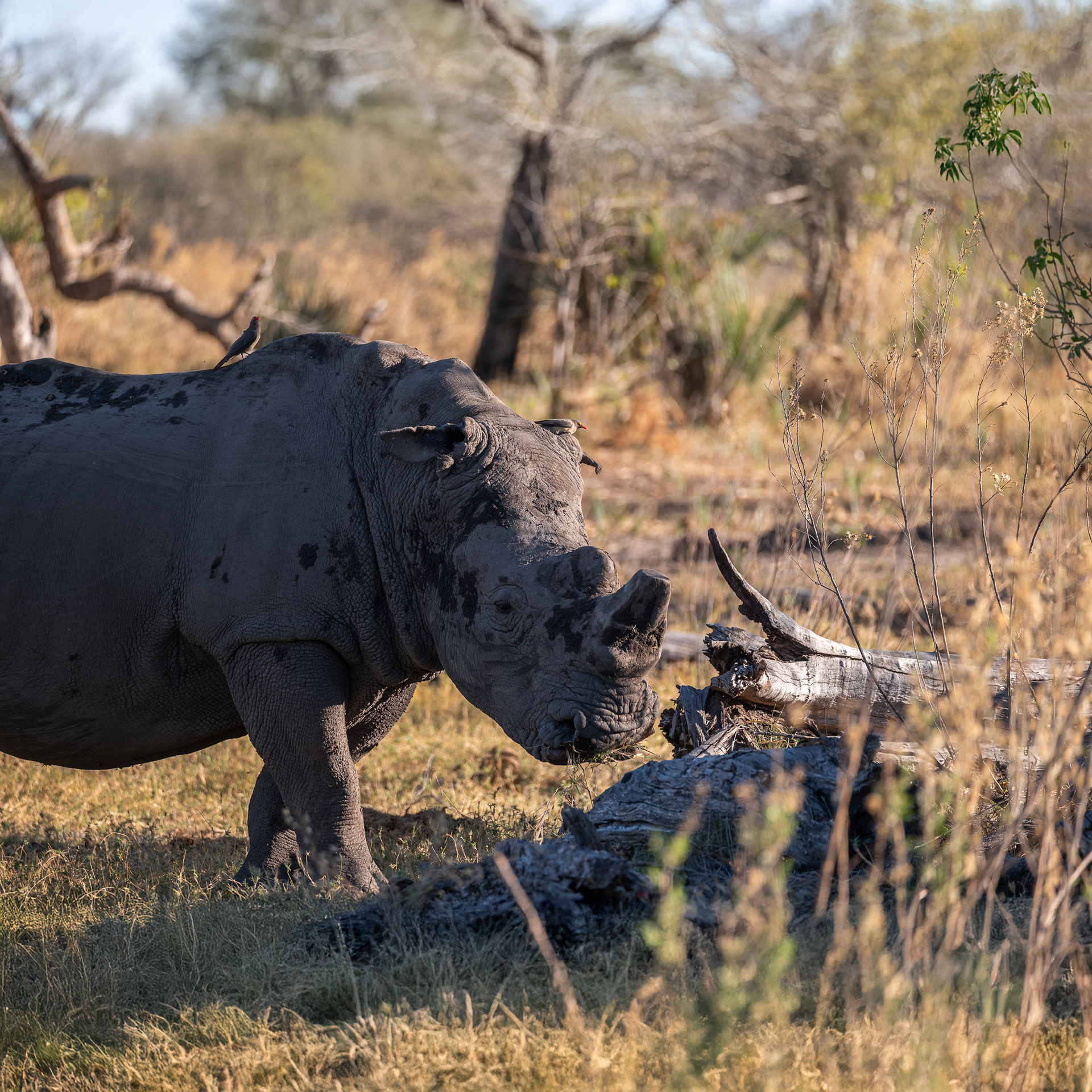 White Rhino (~320 in Botswana), Okavango Delta - Leica SL2-S + Vario-Elmar 100-400mm