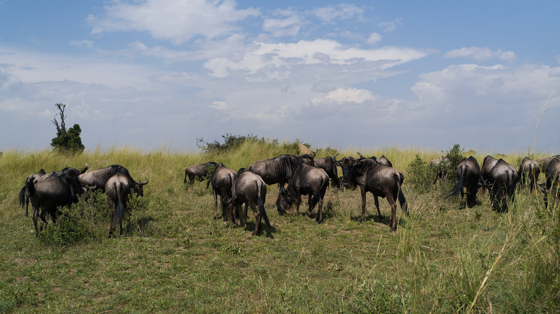 Wildebeest, Tanzania - Leica M11-P