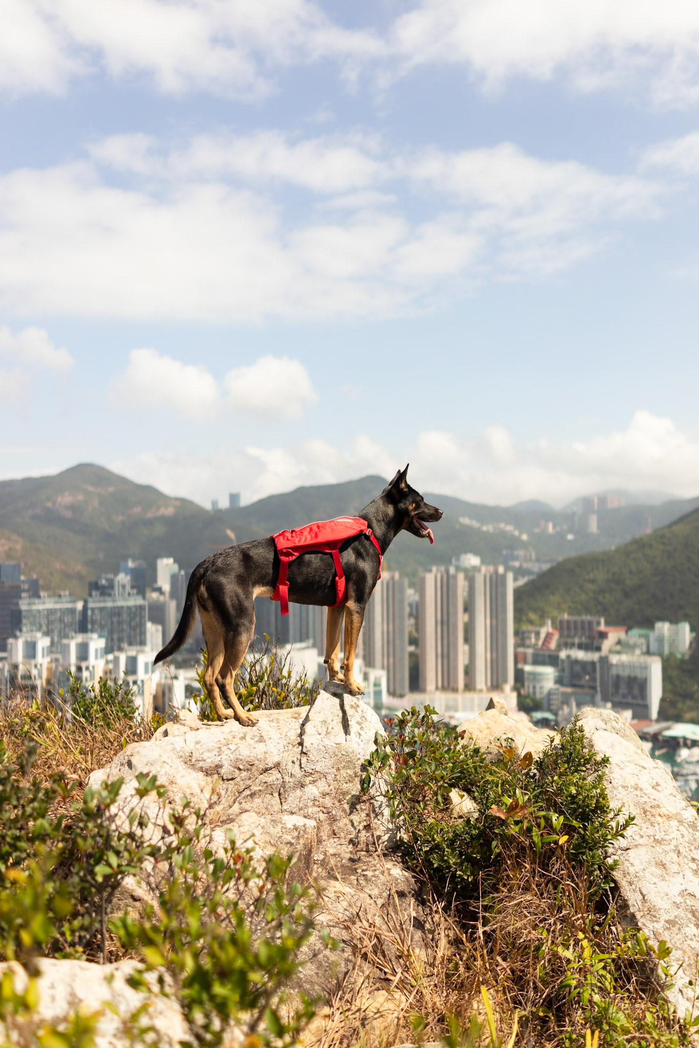 Hiking dog, Hong Kong - Sony RX1