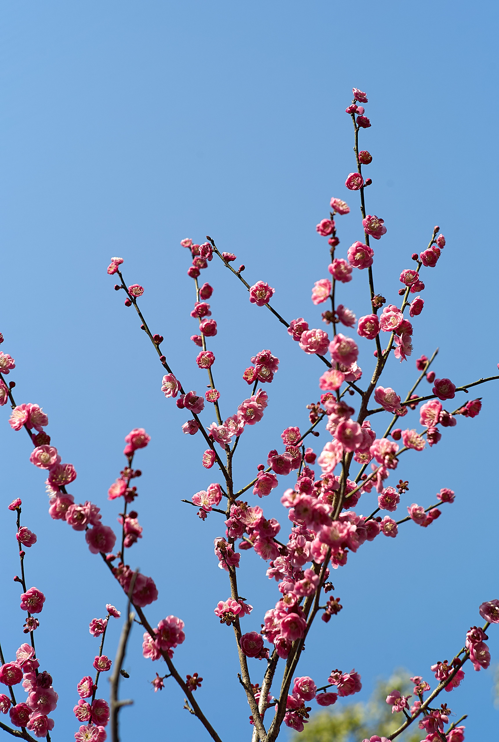 Hangzhou - Leica M8 + Light Lens Lab 50mm F2 Elcan