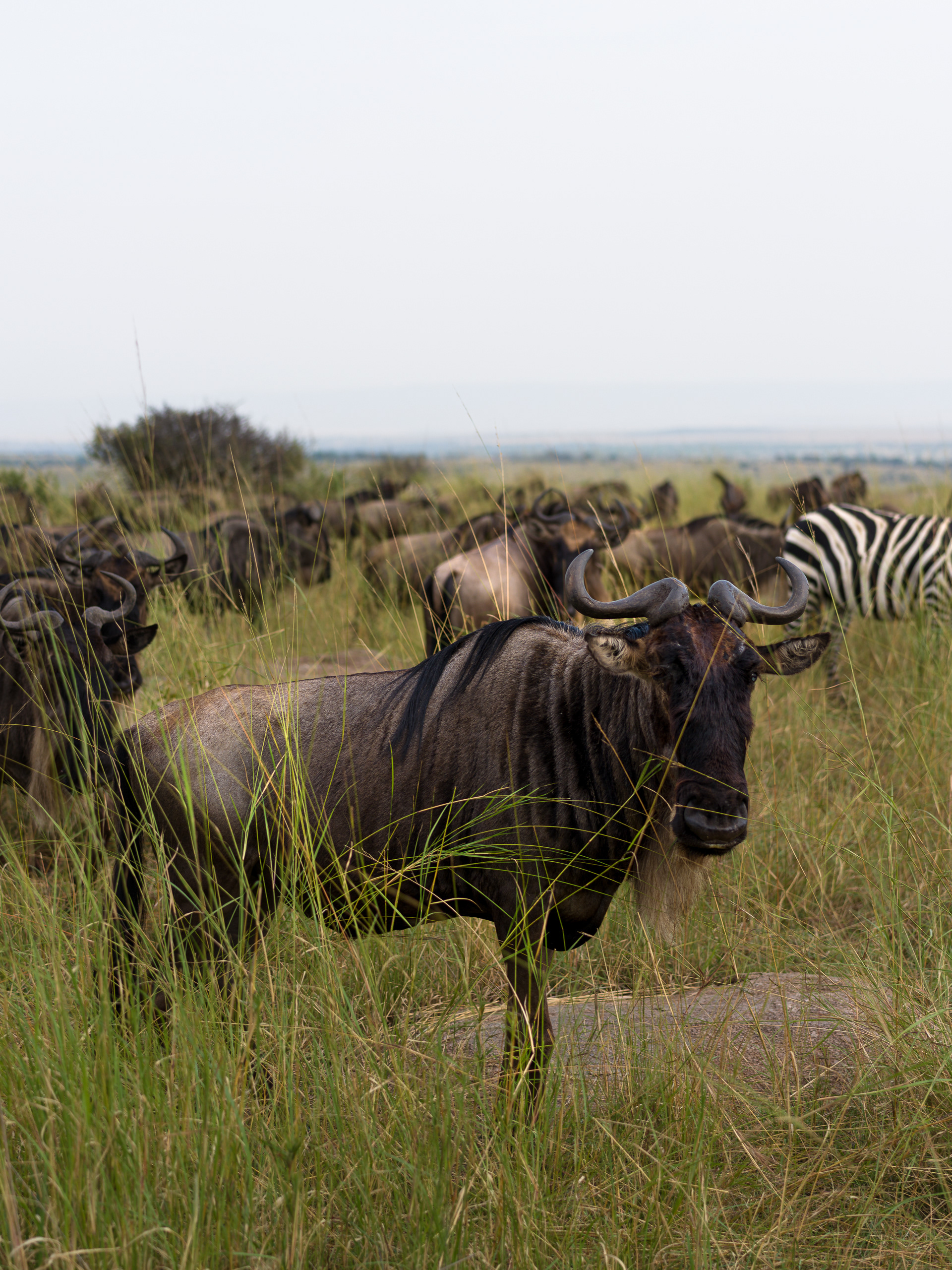 Wildebeest, Serengeti National Park, Tanzania - Hasselblad X2Dii + XCD 55v