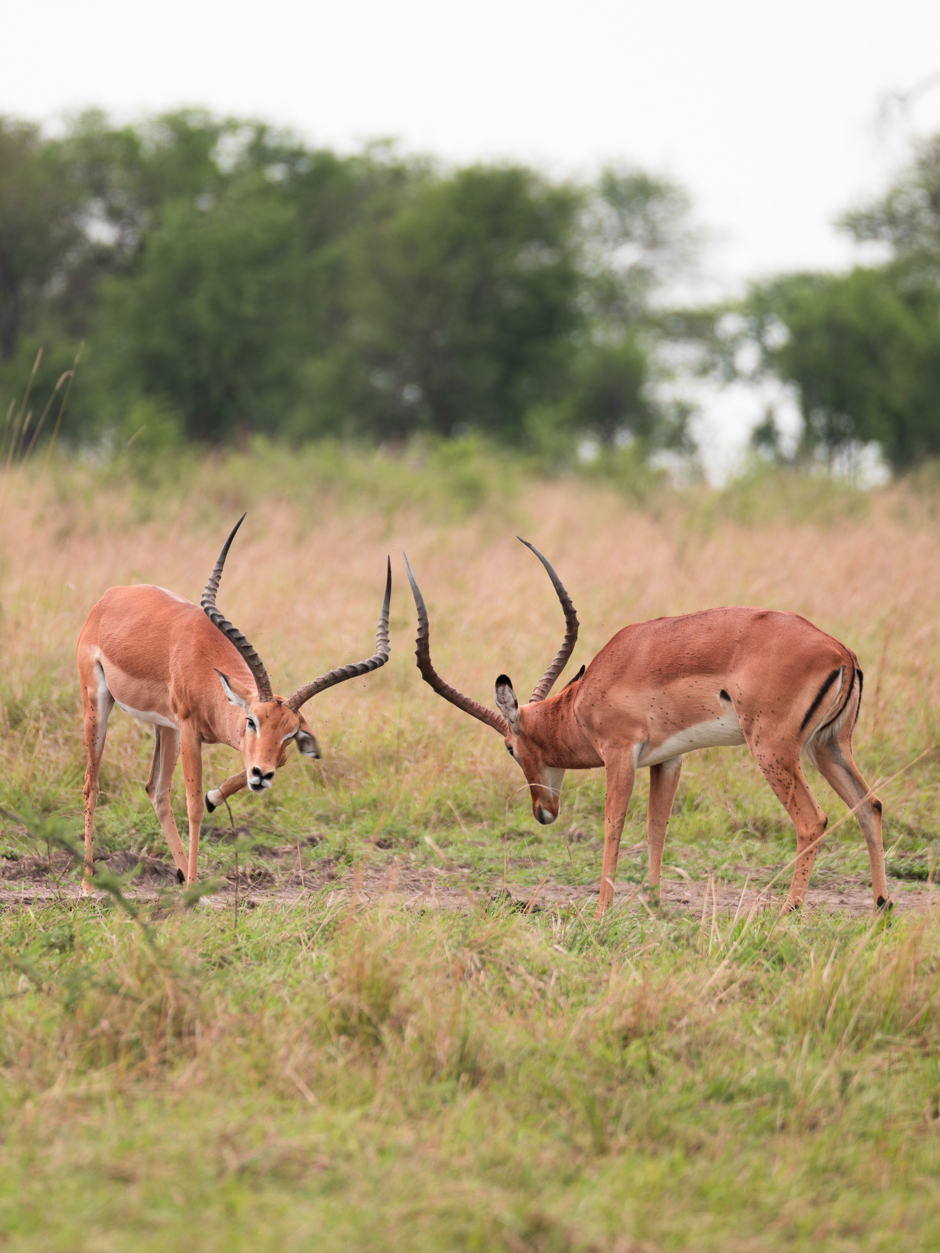 Play fighting Impalas, Serengeti National Park, Tanzania - Leica SL2-S + Vario-Elmar 100-400mm