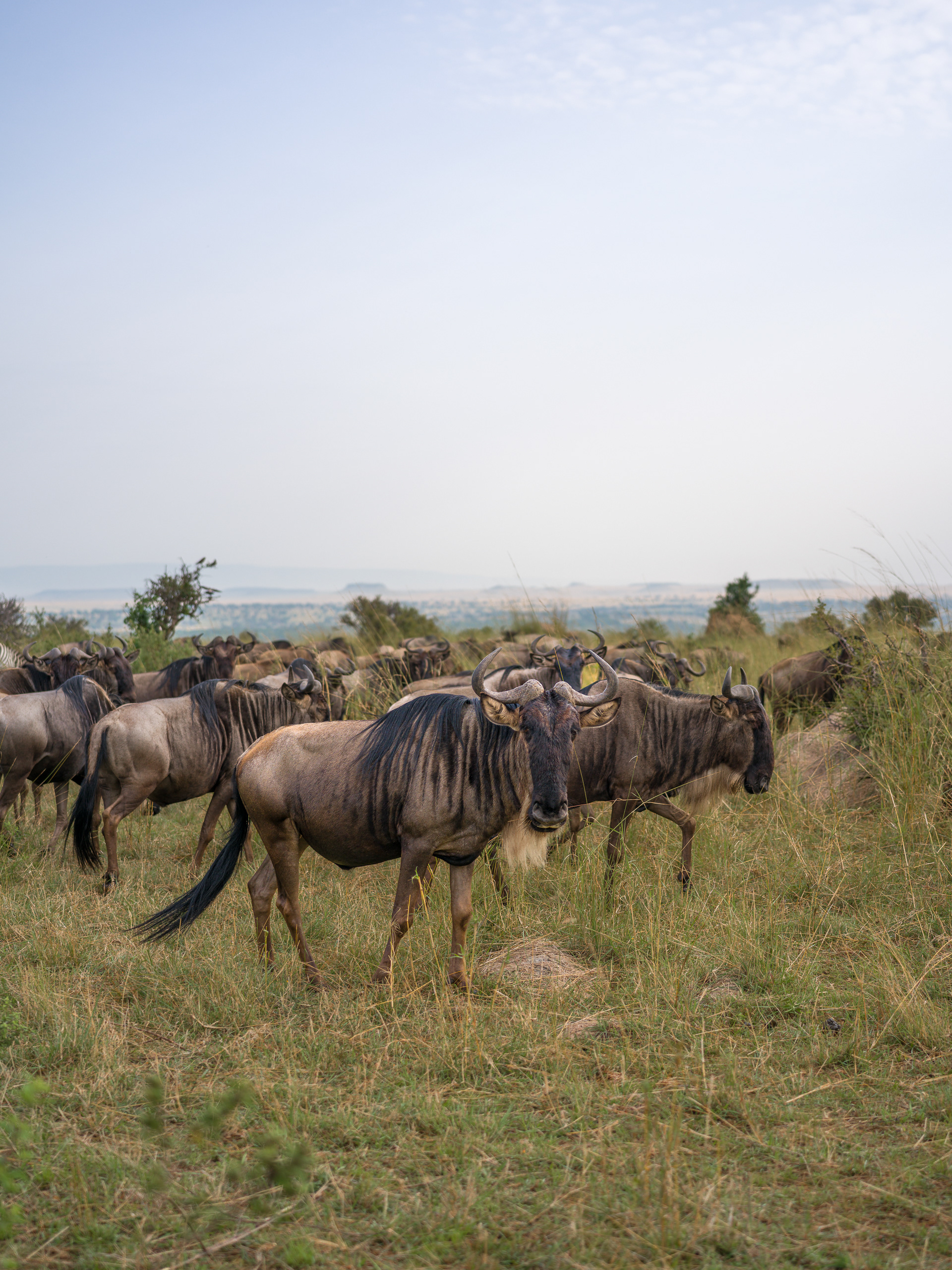 A Confusion of Wildebeest, Serengeti National Park, Tanzania - Hasselblad X2Dii + XCD 55v