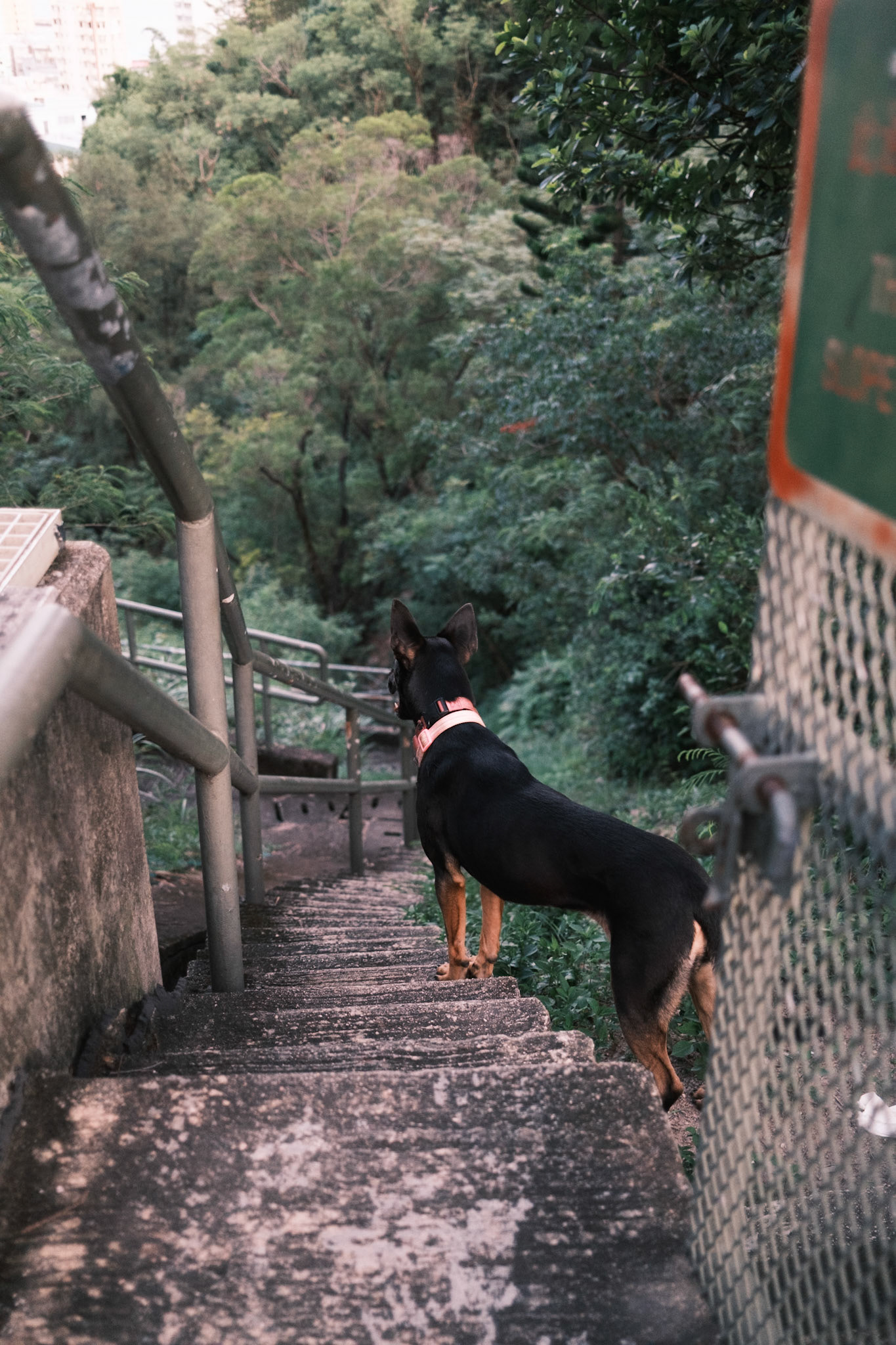 Stair dog, Hong Kong - Fujifilm X100VI