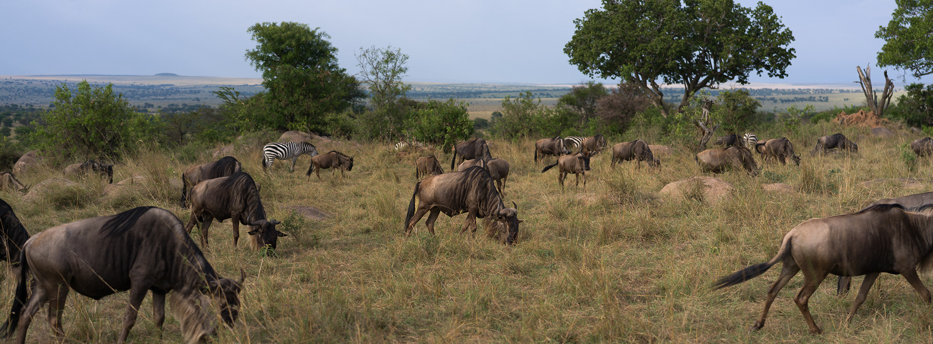 A Confusion of Wildebeest, Serengeti National Park, Tanzania - Hasselblad X2Dii + XCD 55v