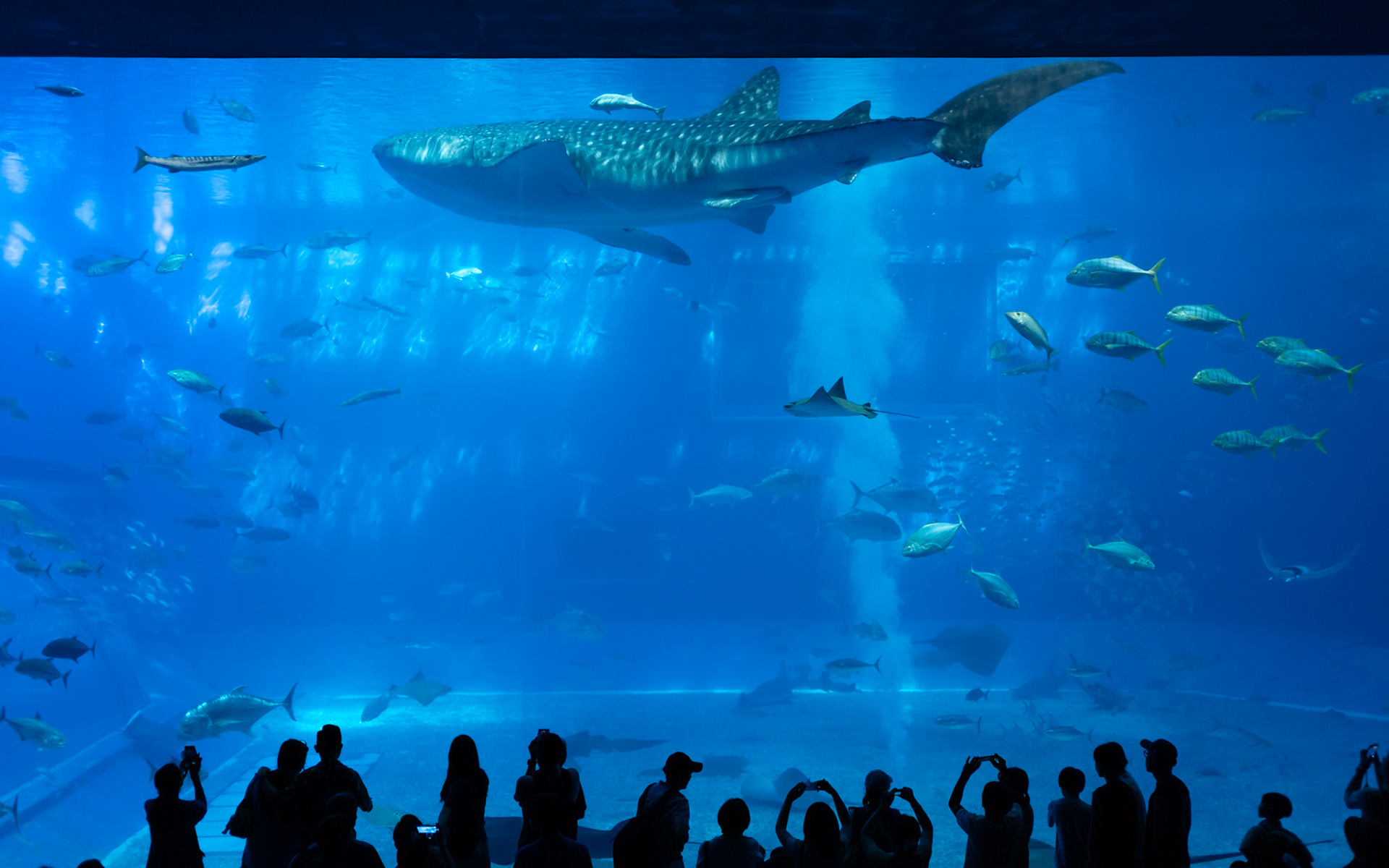 Okinawa Aquarium, Japan - Leica SL2-S