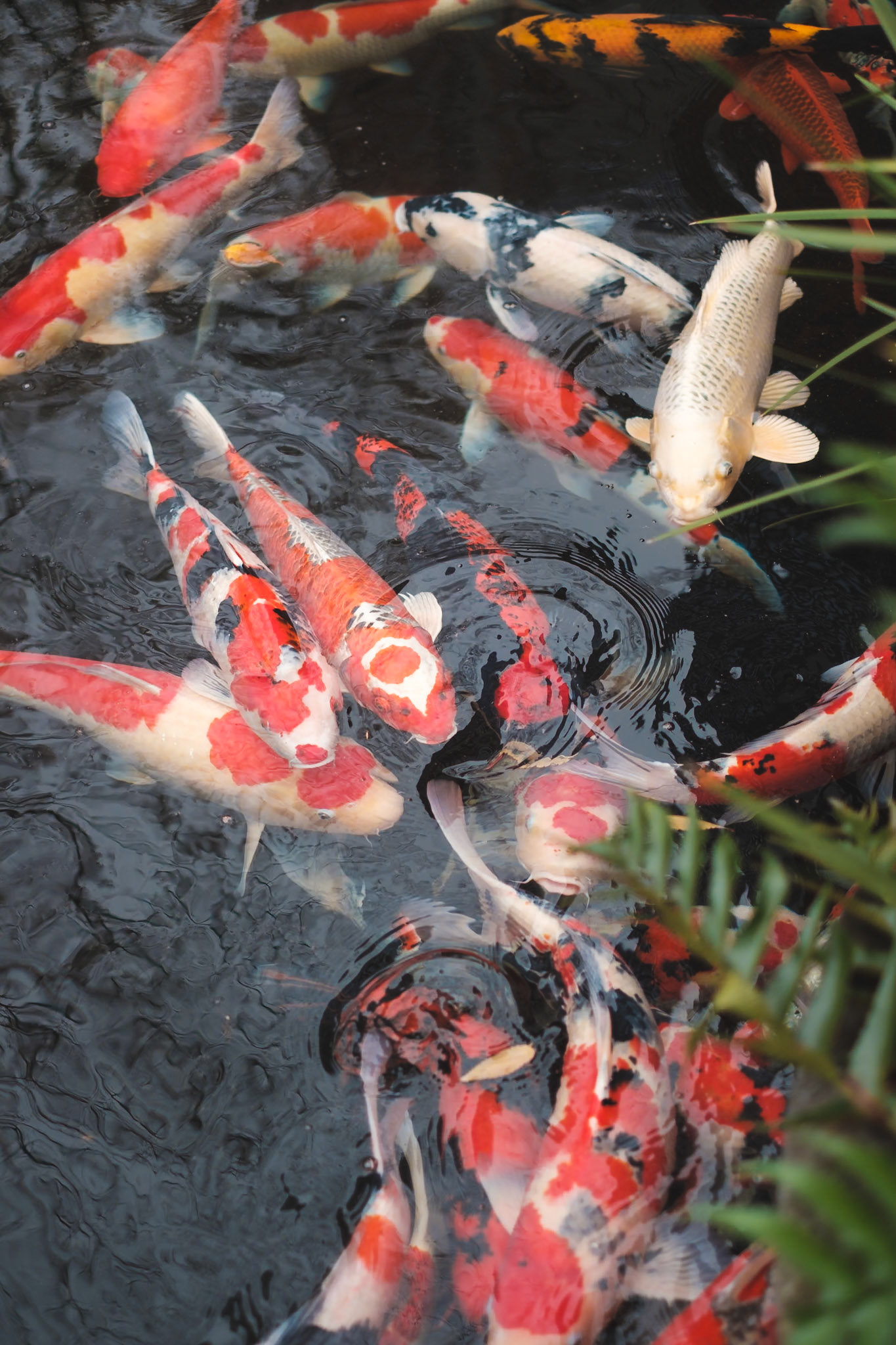 Koi fish, Tokyo, Japan - Fujifilm X-Pro2