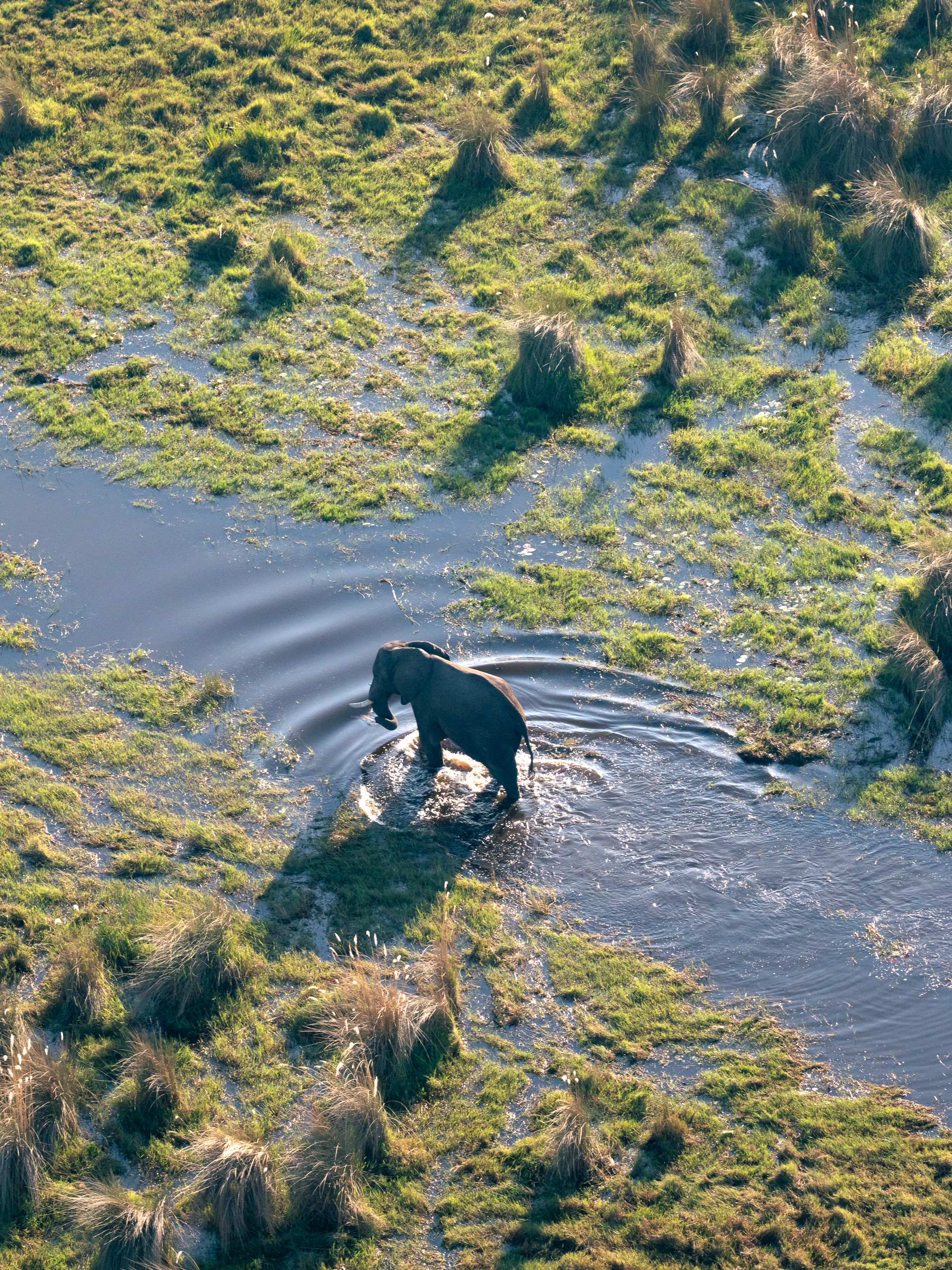 Elephant, Odavango Delta, Botswana - Leica SL2-S + Vario-Elmar 100-400mm