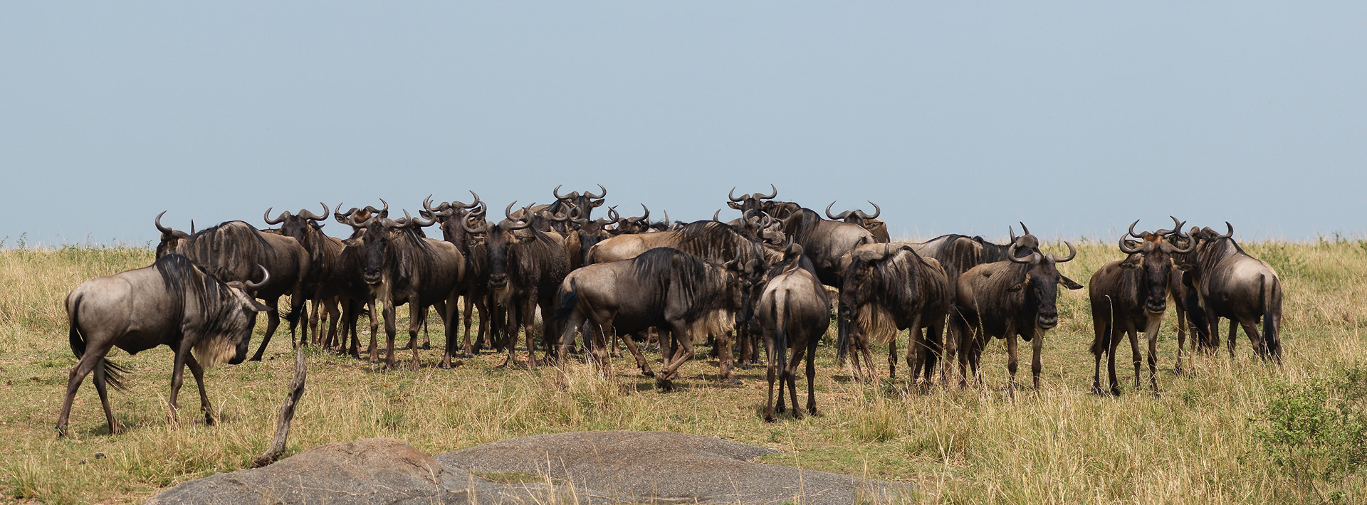 A confusion of Wildebeest, Serengeti National Park, Tanzania - Hasselblad X2Dii
