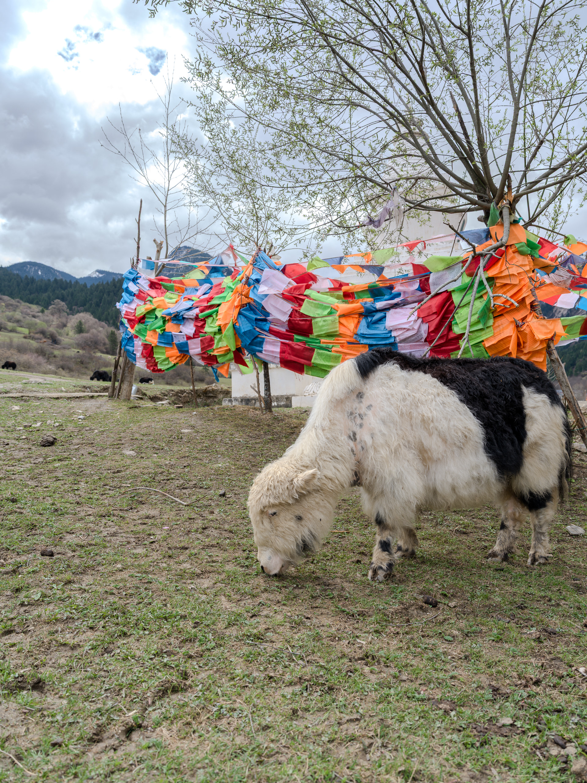 Jiuzhaiguo - Hasselblad X2Dii + XCD 35-100e
