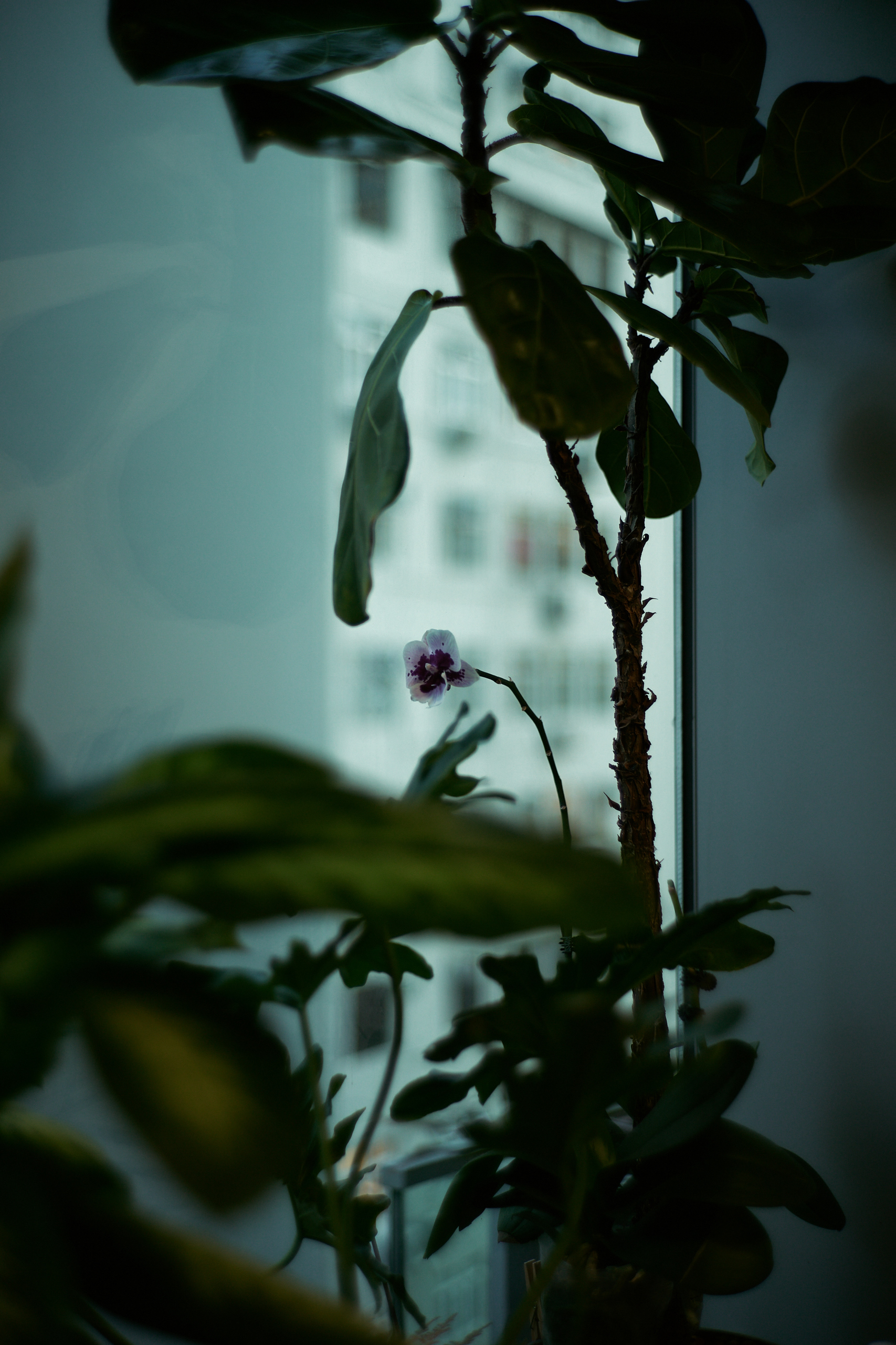 Light Lens Lab 2/50 'Elcan'