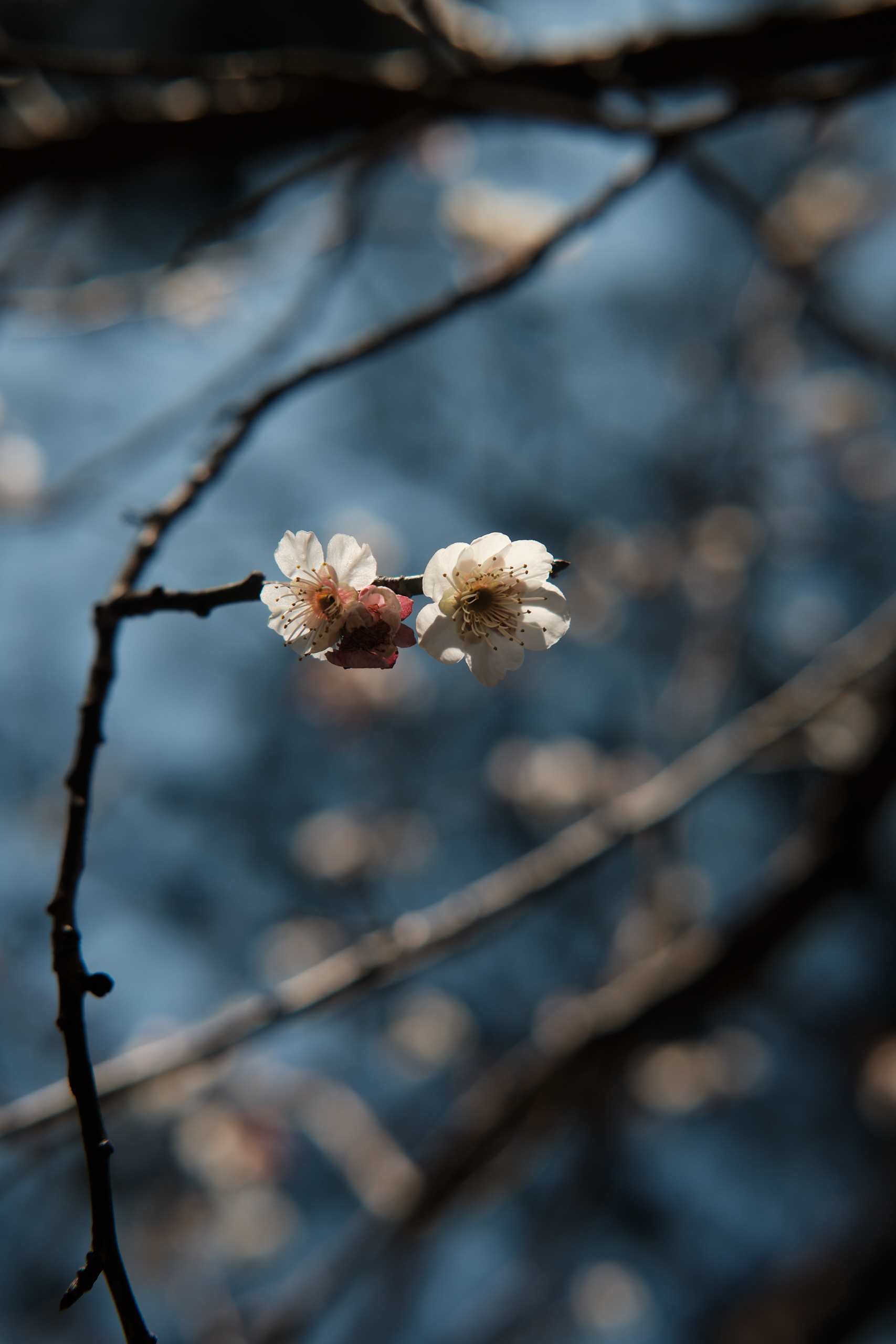 Hangzhou - Fujifilm X-E5 + XF35mm F/2