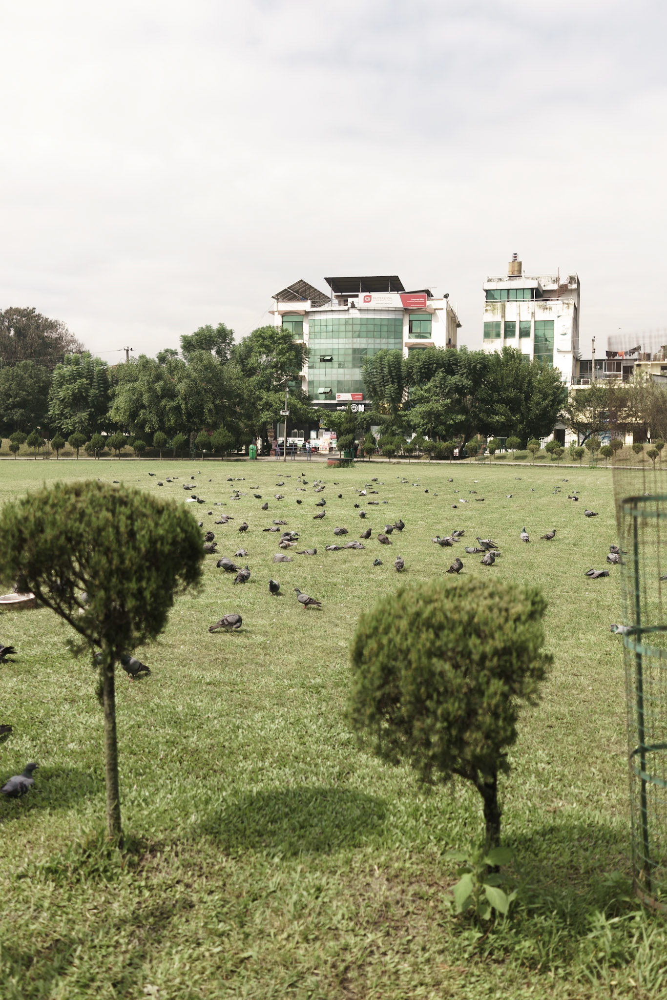 Birds, Kathmandu, Nepal - Sony RX1R II