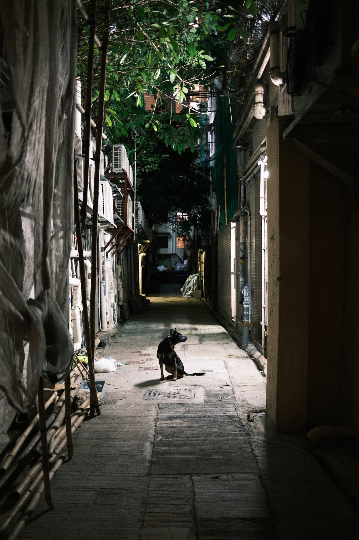 Alley dog, Hong Kong - Fujifilm X100VI