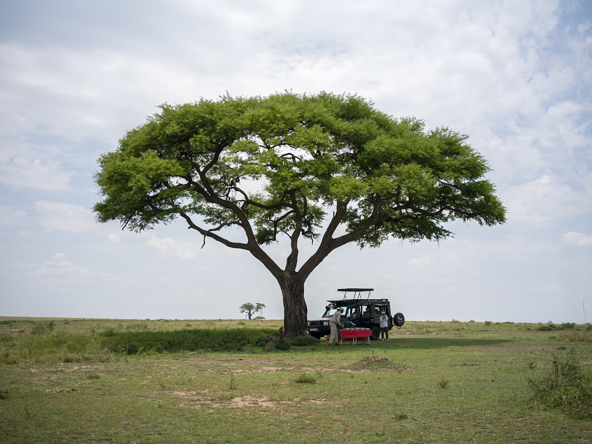 Umbrella tree, Serengeti National Park - Hasselblad X2Dii