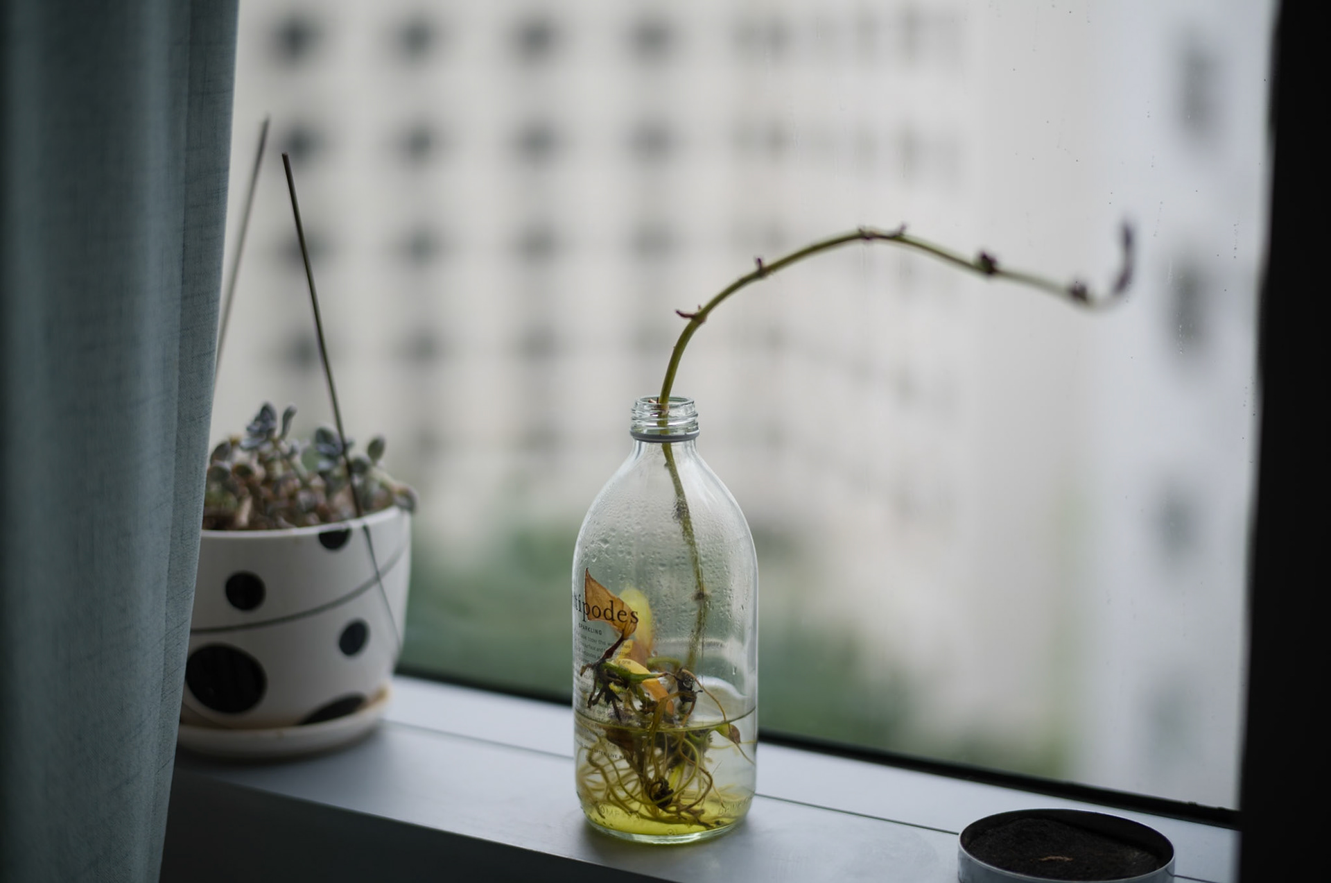 Leica Summilux-M 50mm F1.4 ASPH v4
