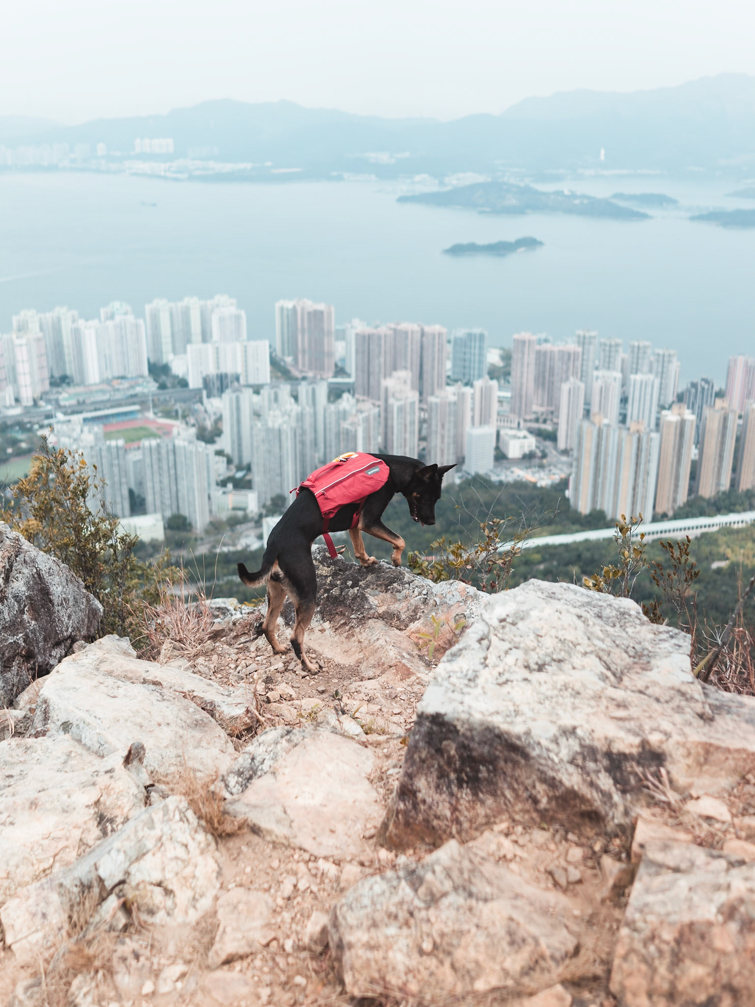Hiking dog, Hong Kong - Sony RX1