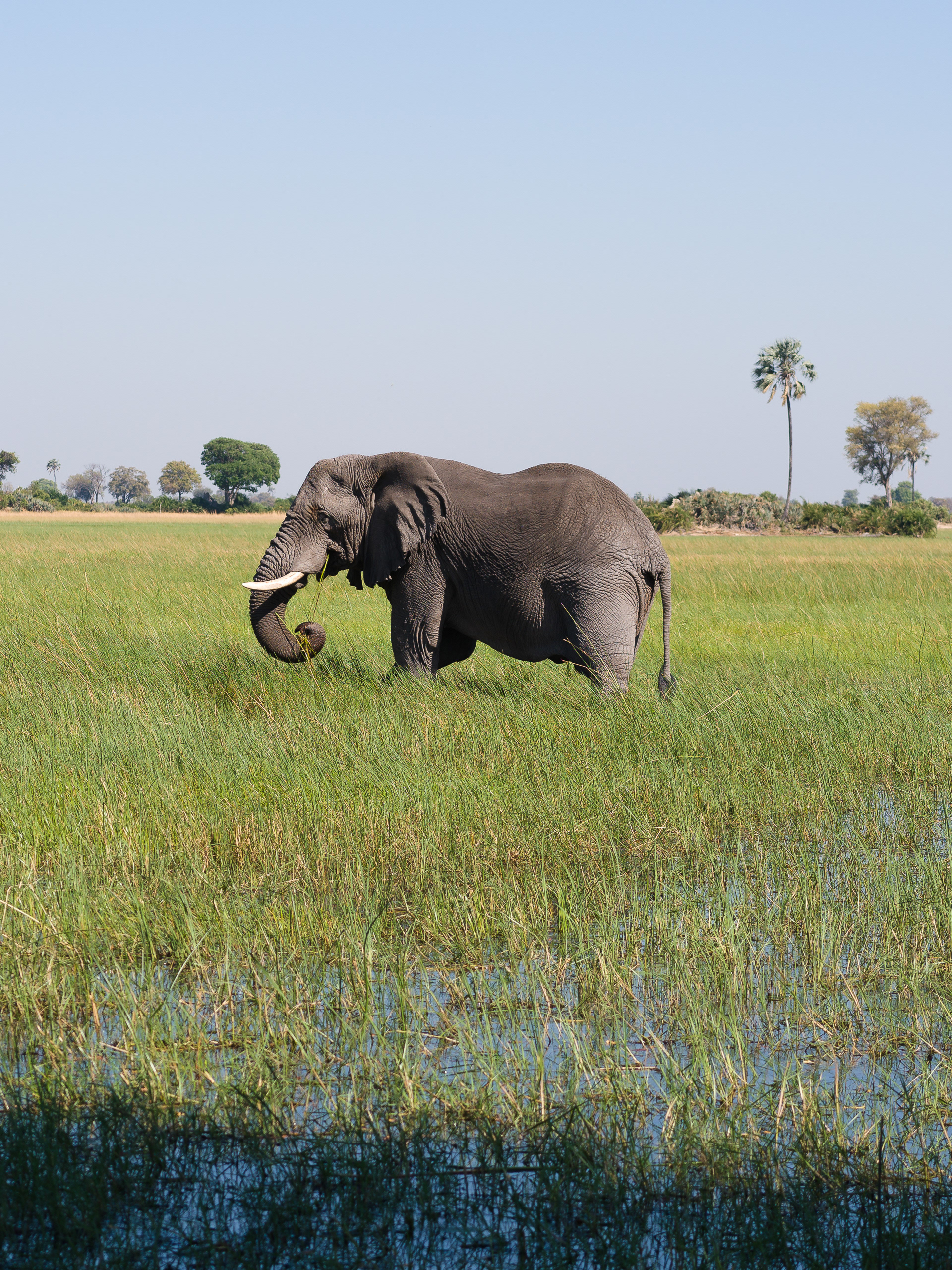 Botswana - Hasselblad X2Dii + XCD 55V