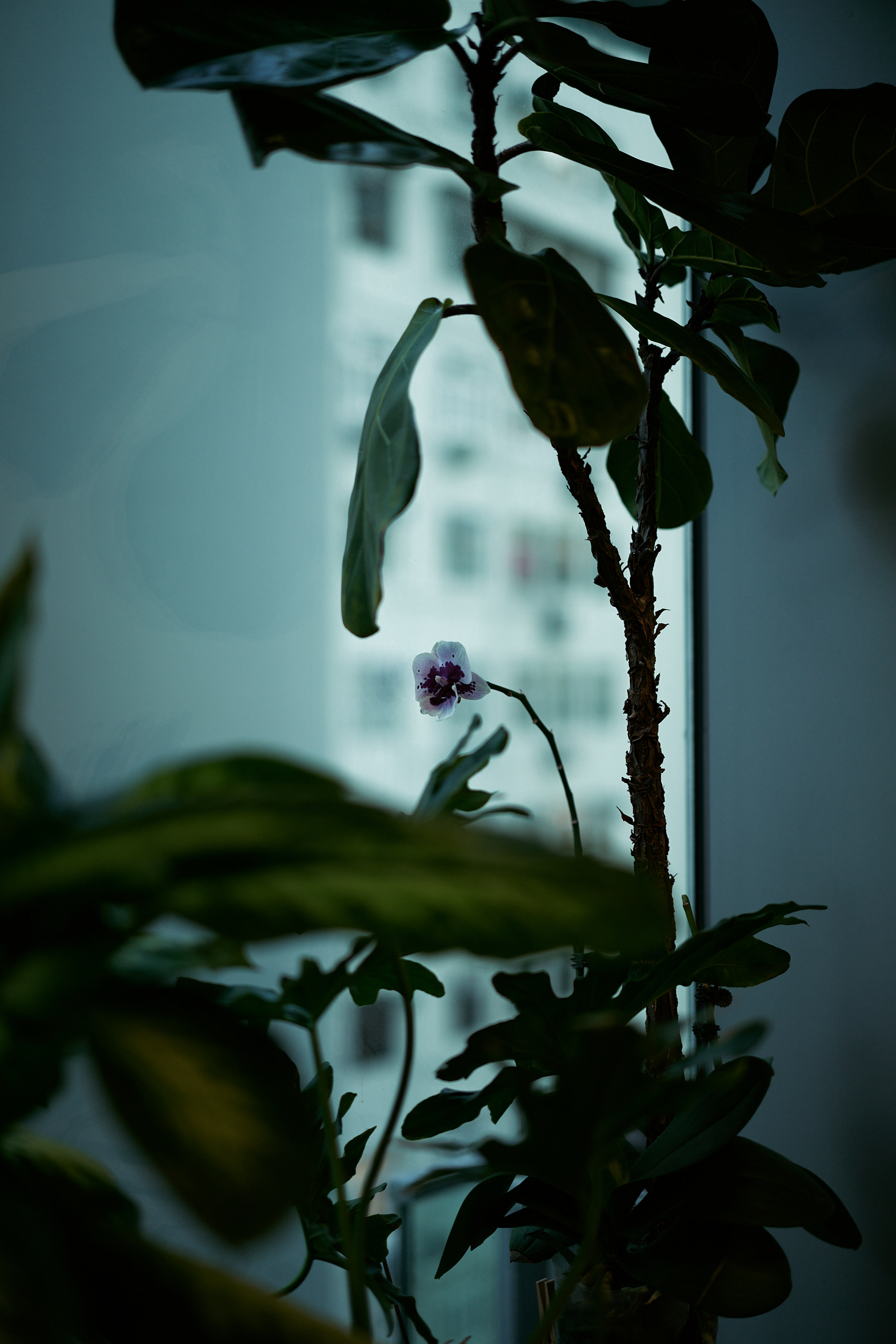 Leica APO-Summicron 2/50