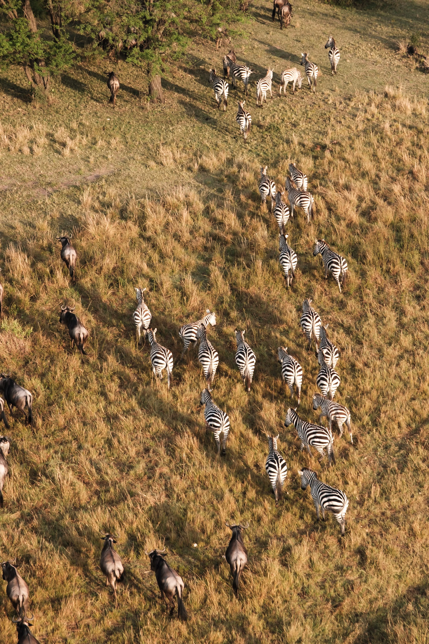 Zebras of the Serengeti, Botswana - Fujifilm X-Pro2