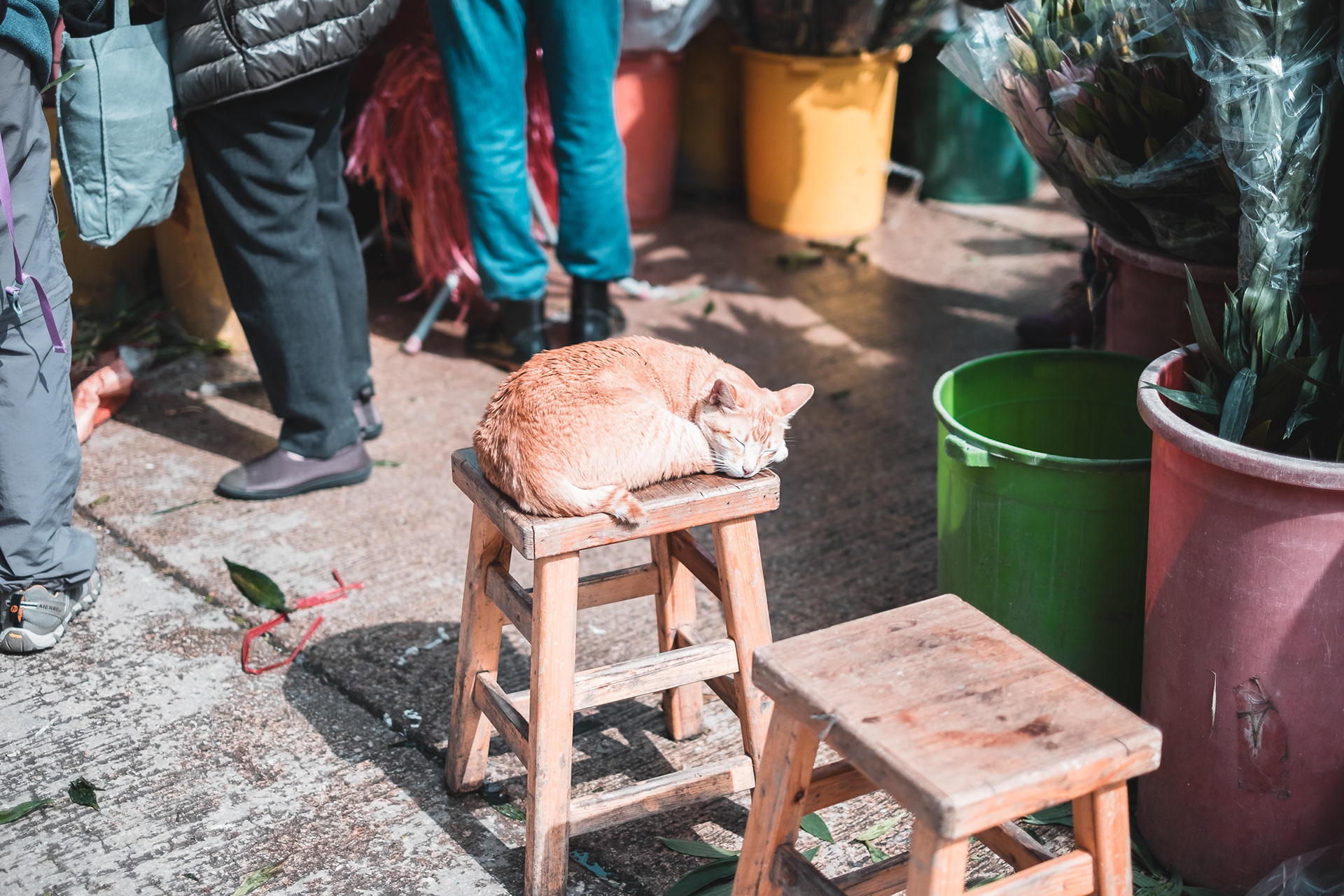 Cat, Fujifilm X-T1