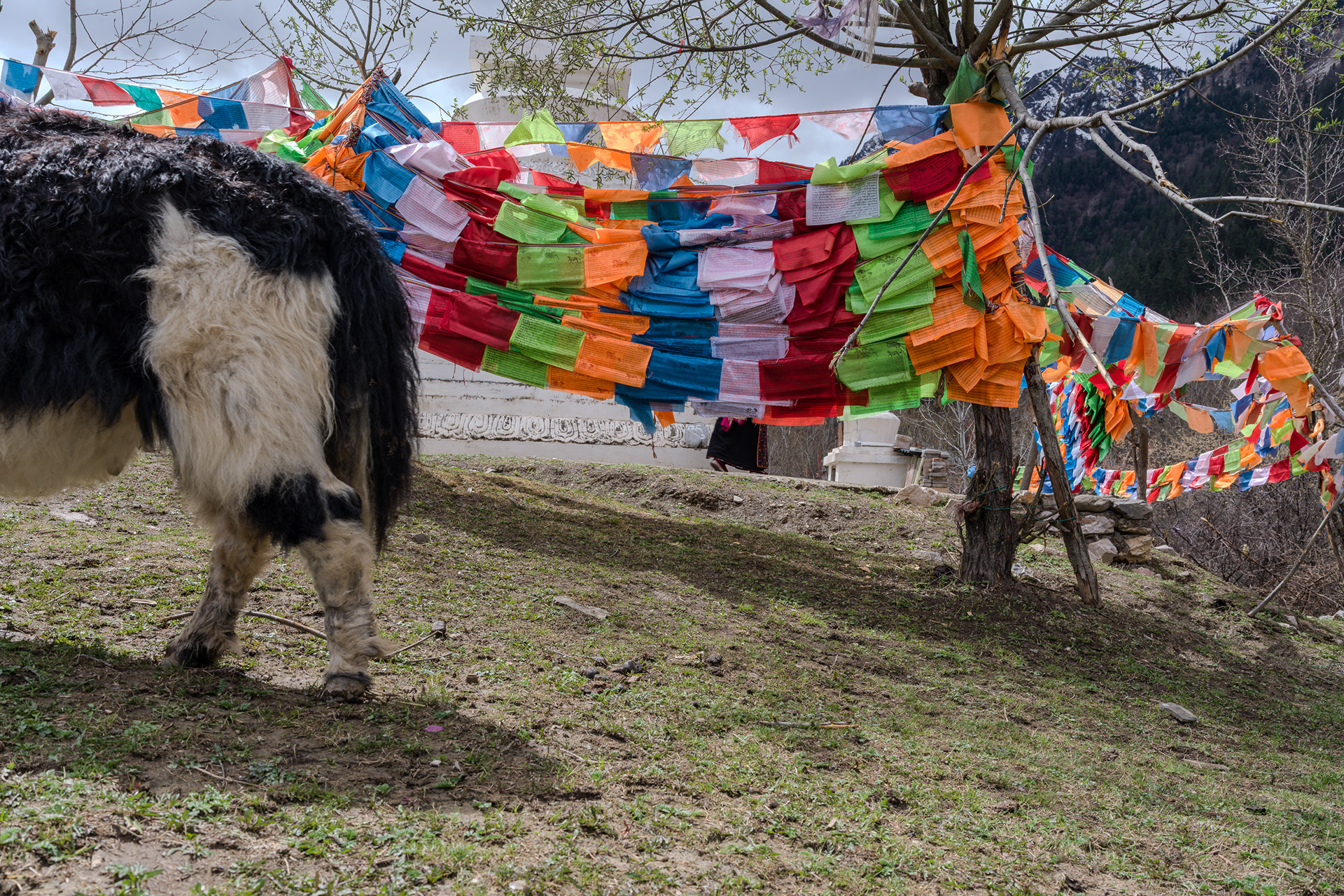 Jiuzhaiguo - Hasselblad X2Dii + XCD 35-100e