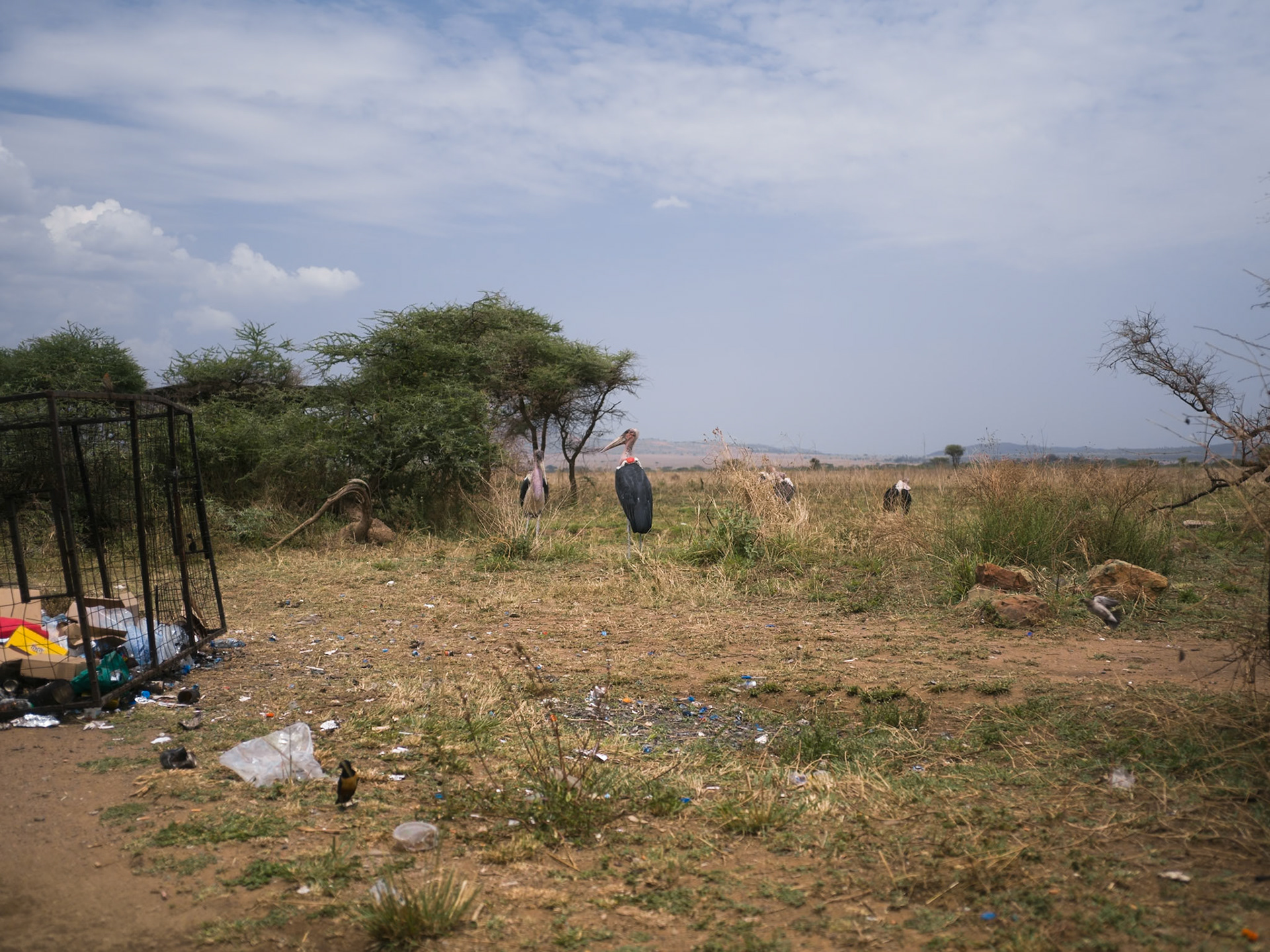 Vultures, Tanzania - Leica M11-P