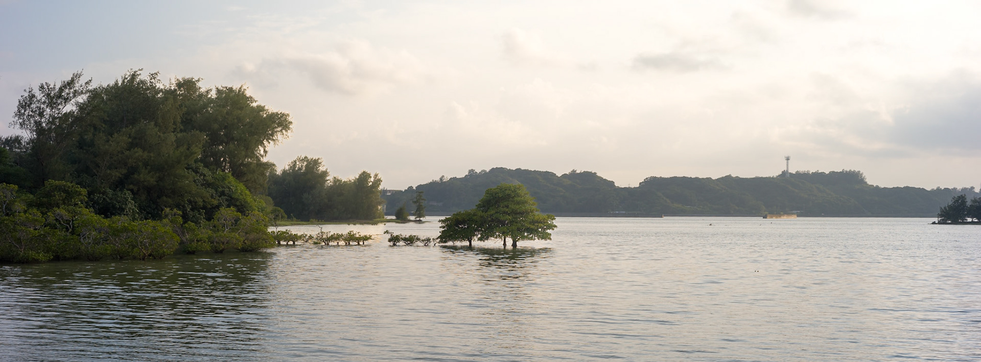 Swimming trees, Okinawa - Hasselblad 907x