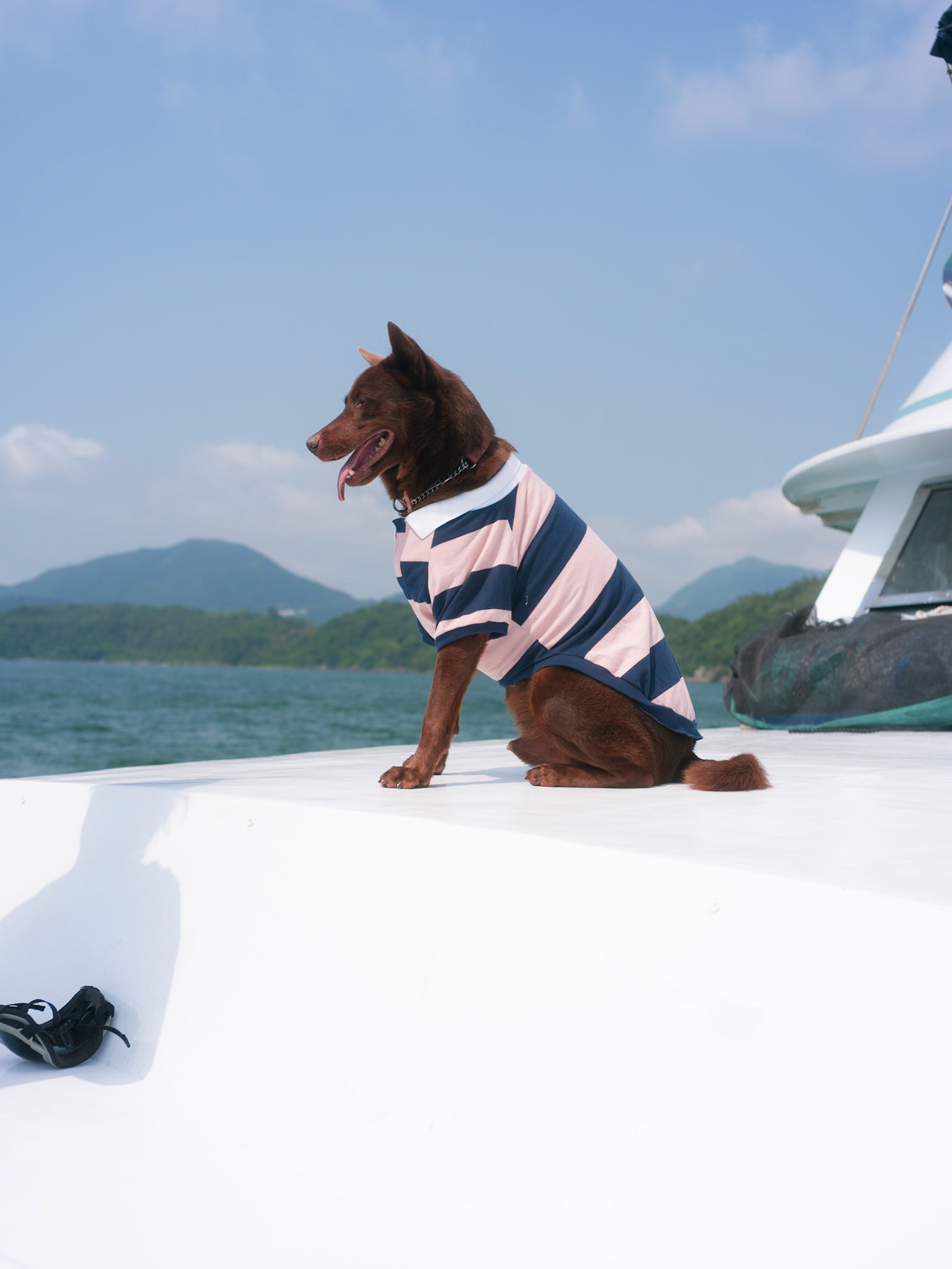 Boat dog, Hong Kong - Leica SL2-S