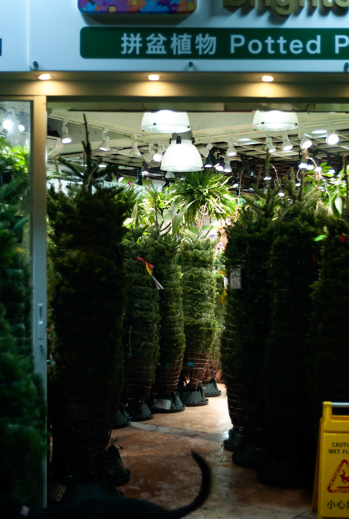 Hong Kong - Leica M8