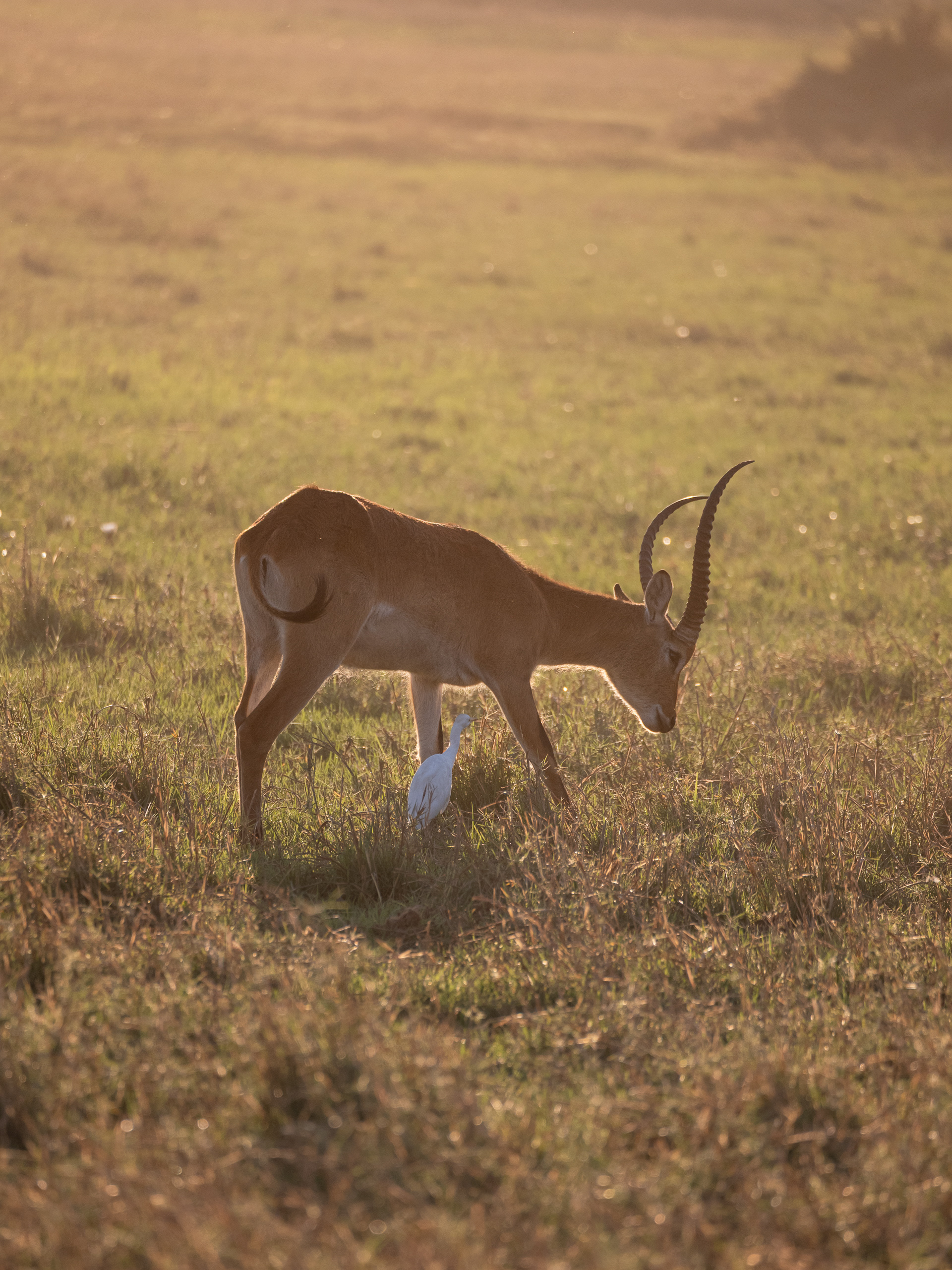 Impala and friend, Serengeti National Park, Tanzania - Leica SL2-S + Vario-Elmar 100-400mm