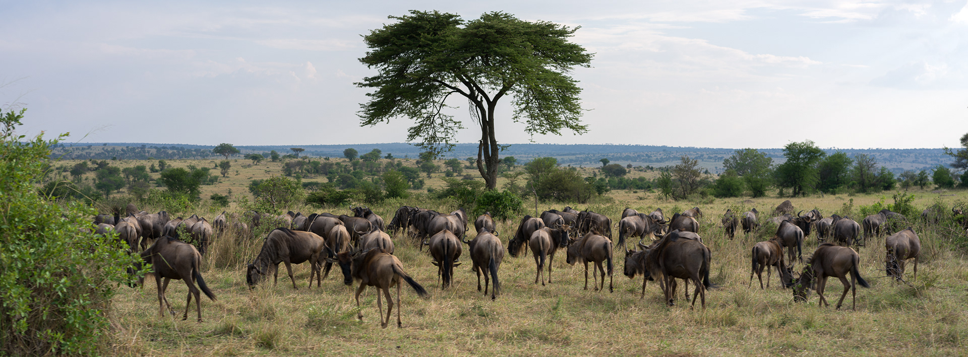 A Confusion of Wildebeest, Serengeti National Park, Tanzania - Hasselblad X2Dii + 55v
