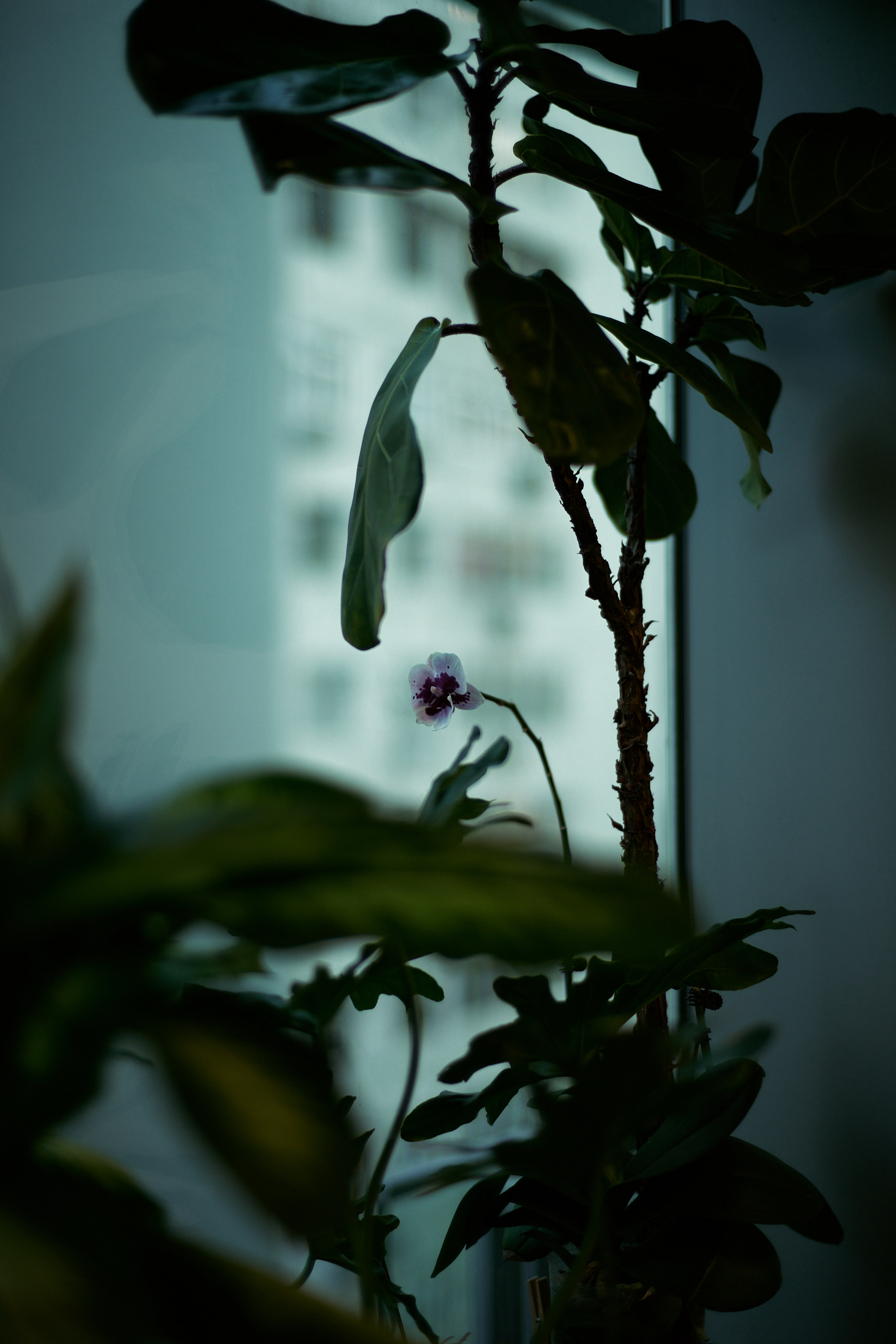 Zeiss C Sonnar 1.5/50