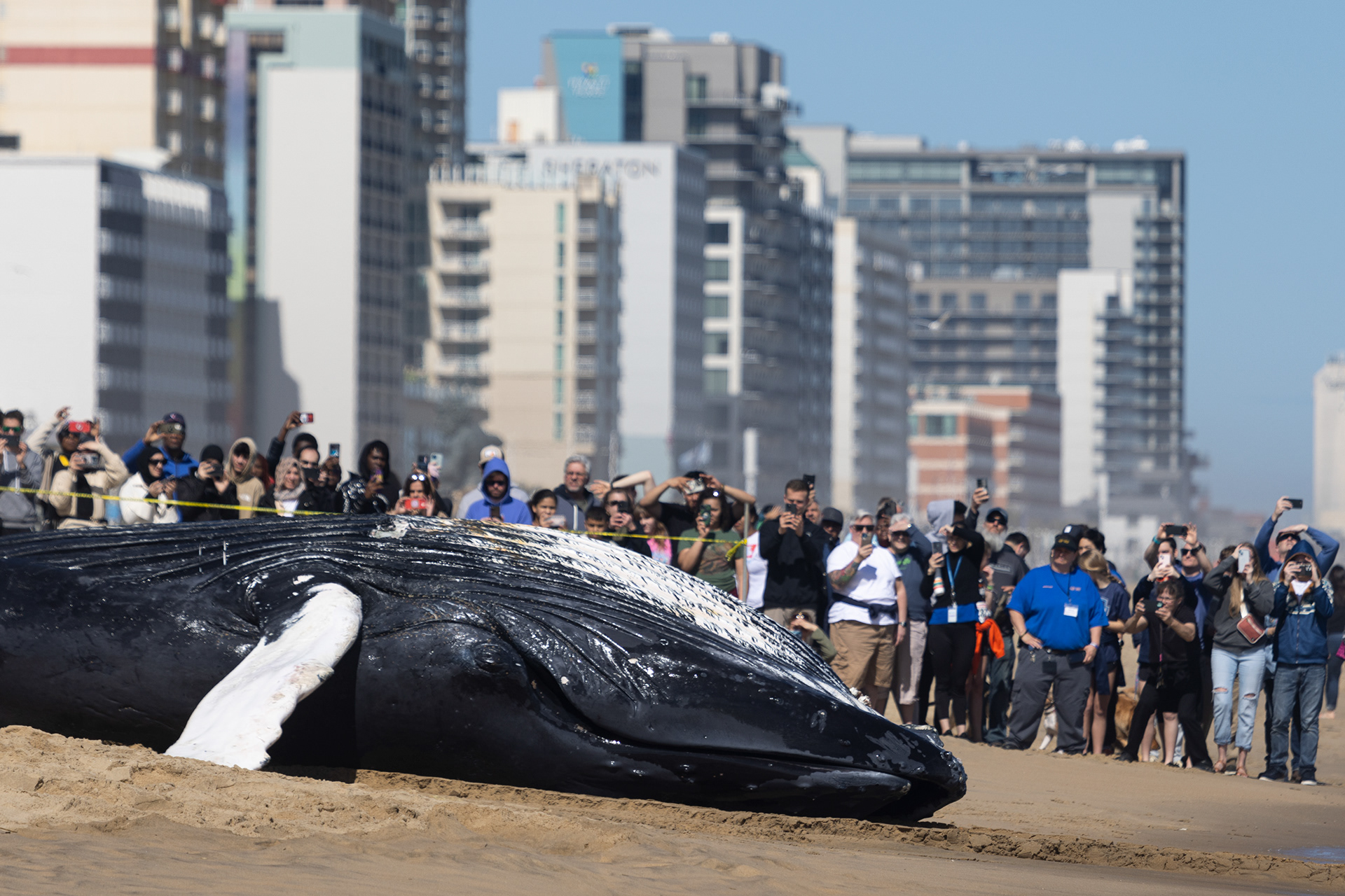 Spectators take photos of a sub-adult humpback whale that washed ashore near 25th Street in Virginia Beach, Virginia, as it is pulled onto land by the Virginia Aquarium Stranding Response Program on March 3, 2024.