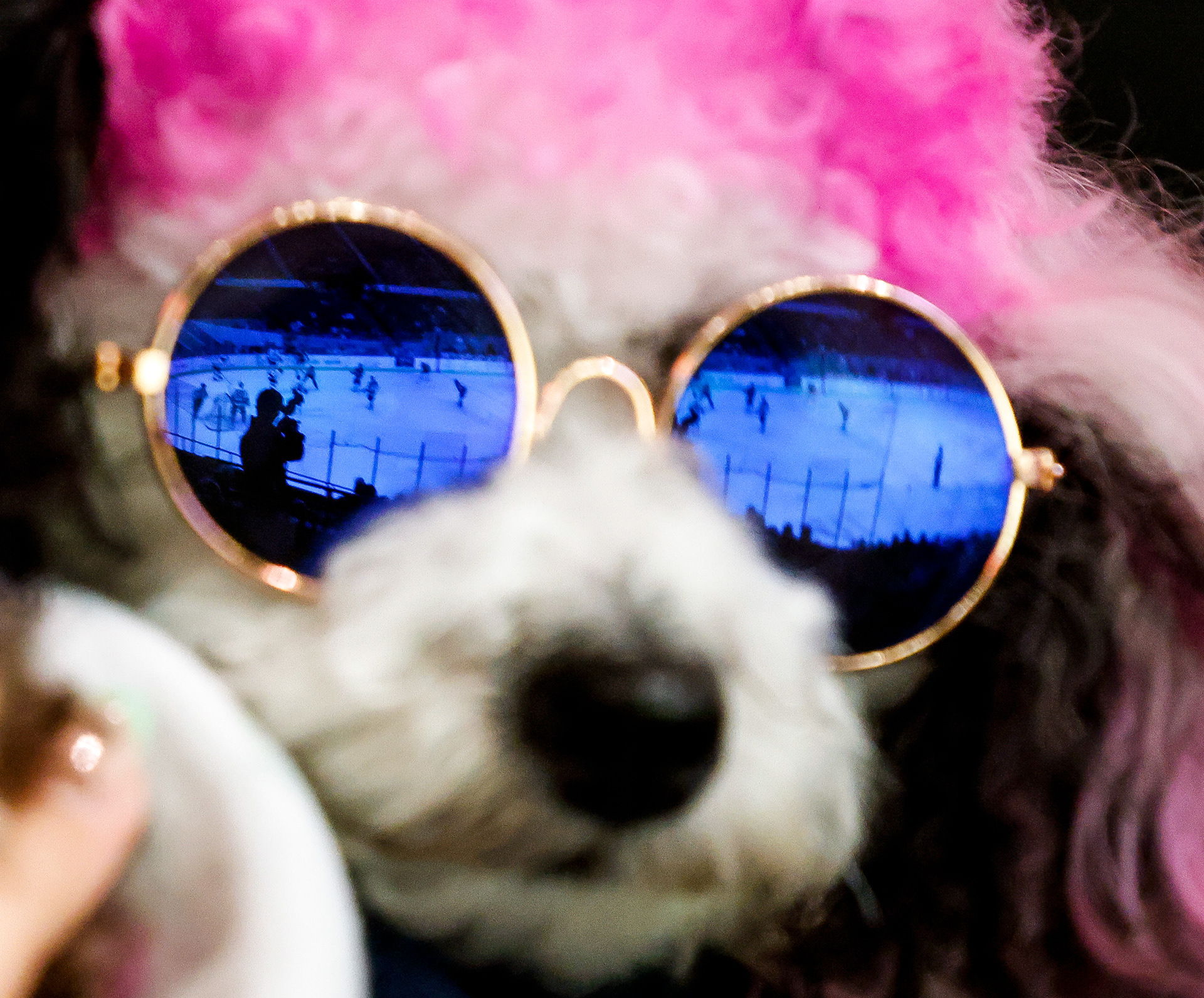 Joy, a toy poodle, catches the sights and sounds of the Norfolk Admirals against the Reading Royals on Pucks and Paws Night at the Scope Arena in Norfolk, Virginia, on April 3, 2024.
