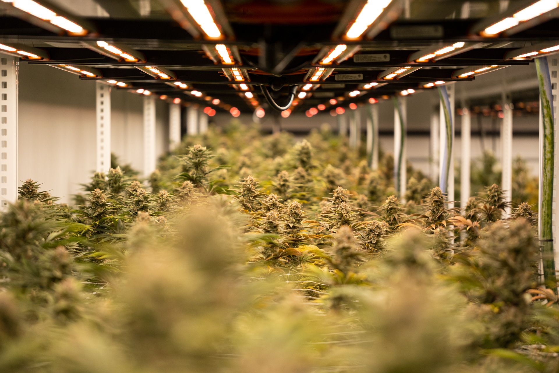 Rows of medical marijuana are grown under controlled day-light bulbs at the Cannabist medical marijuana growing facility in Portsmouth, Virginia on Nov. 15, 2022. Cannabist is the only approved medical marijuana dispensary in the health service area 5 of Virginia. Their 65,000 square foot growing facility supplies just four. brick-and-mortar locations in Hampton Roads.