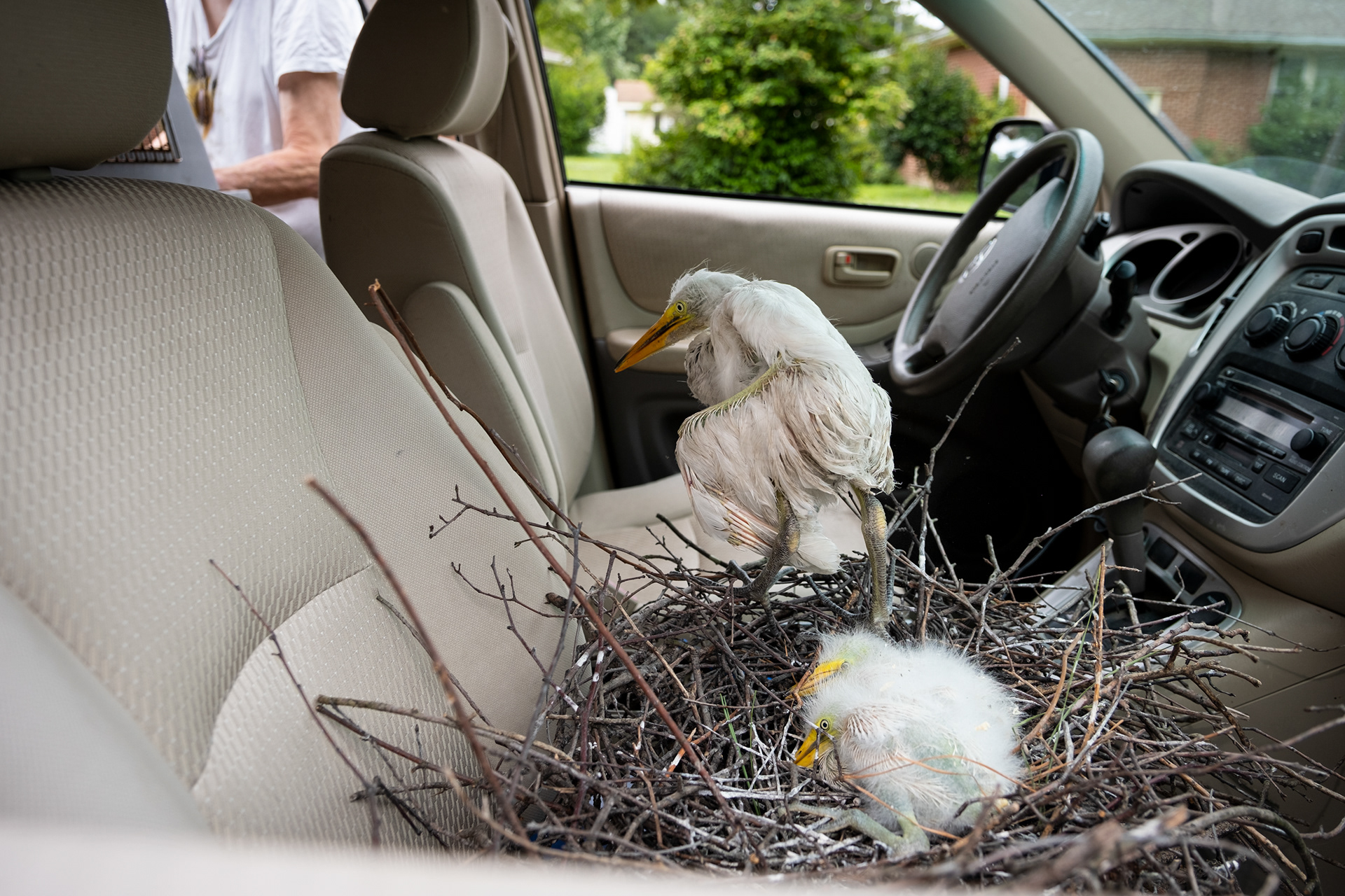 A great egret nestling walks through the car of Lisa Barlow, president of Tidewater Rehabilitation and Environmental Education. 16 great egrets were rescued after a storm the previous night impacted their nesting area in Portsmouth, Virginia on June 26, 2023.