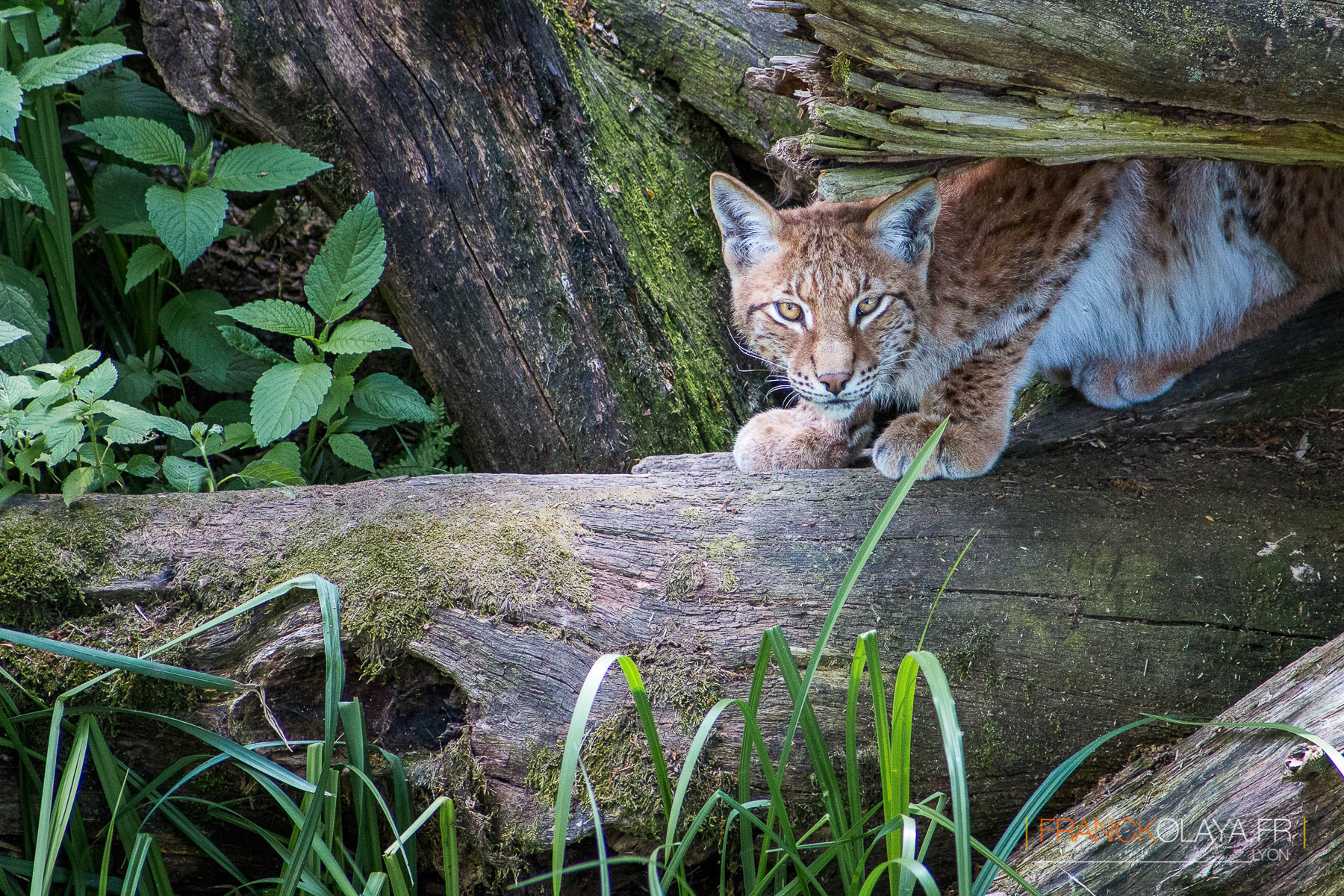 Lynx Boréal