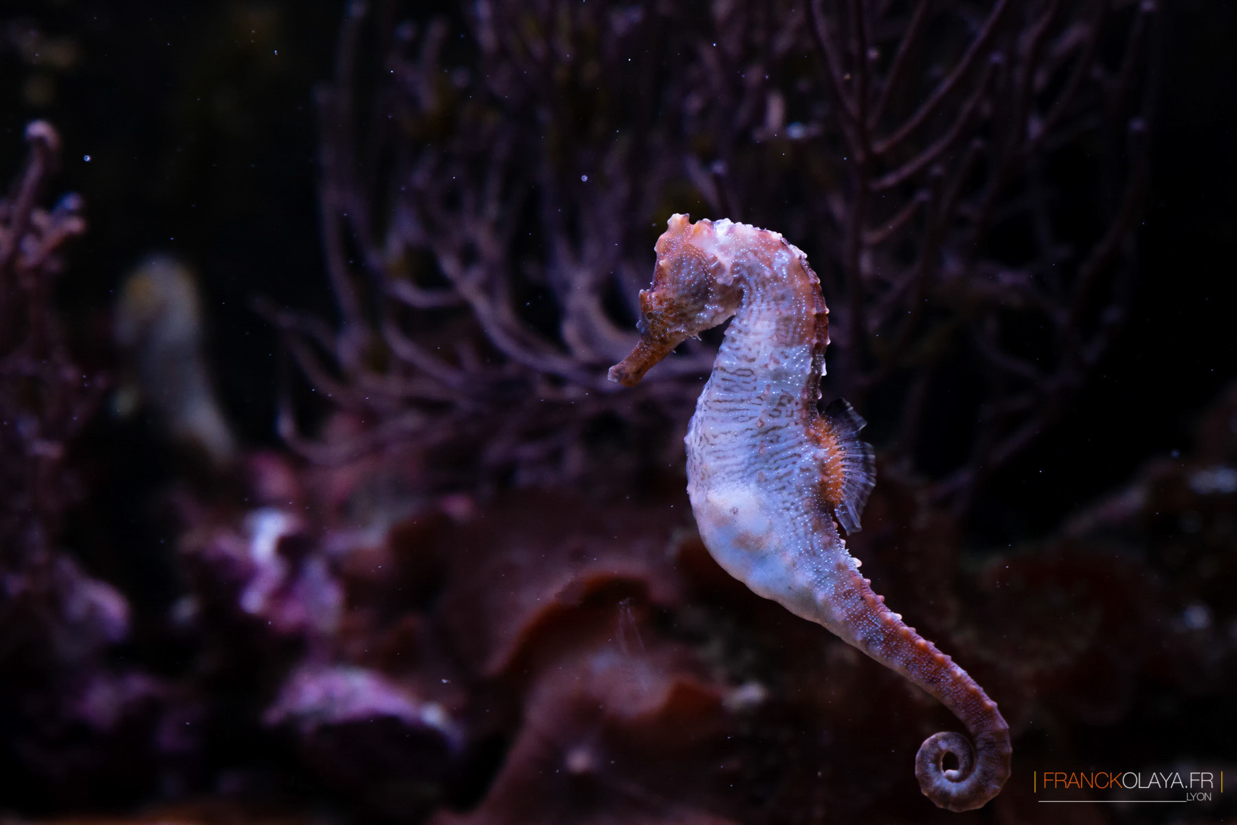 hippocampe