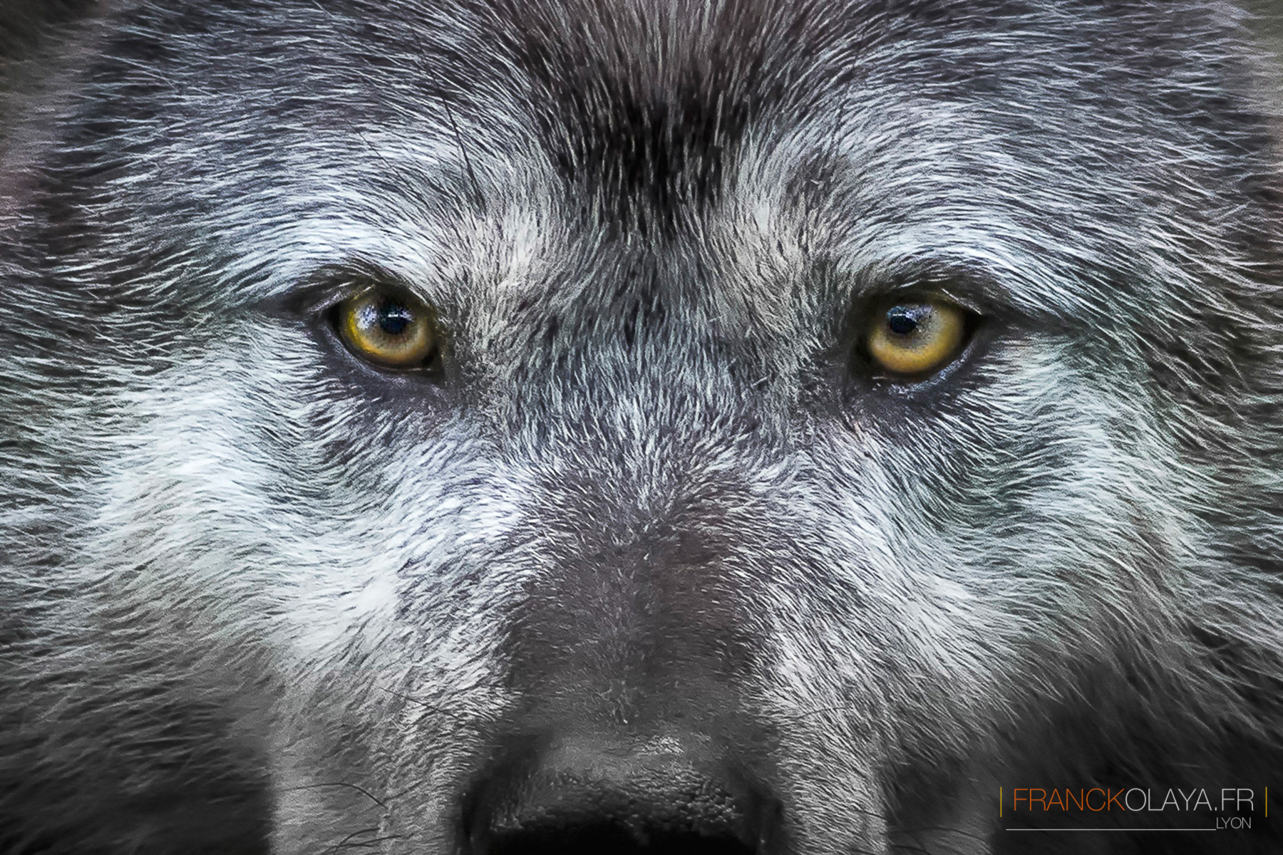 Loup Gris